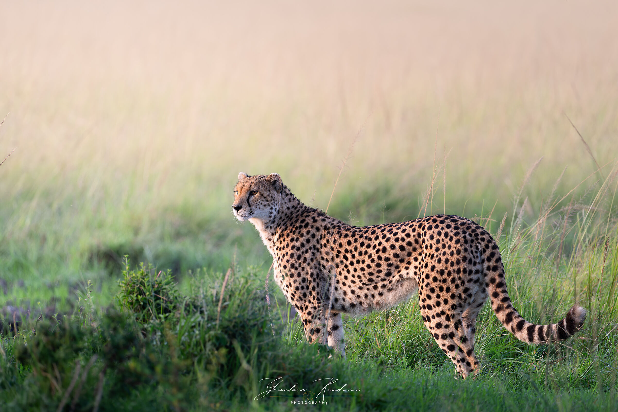 Famiglia di ghepardi al Mara