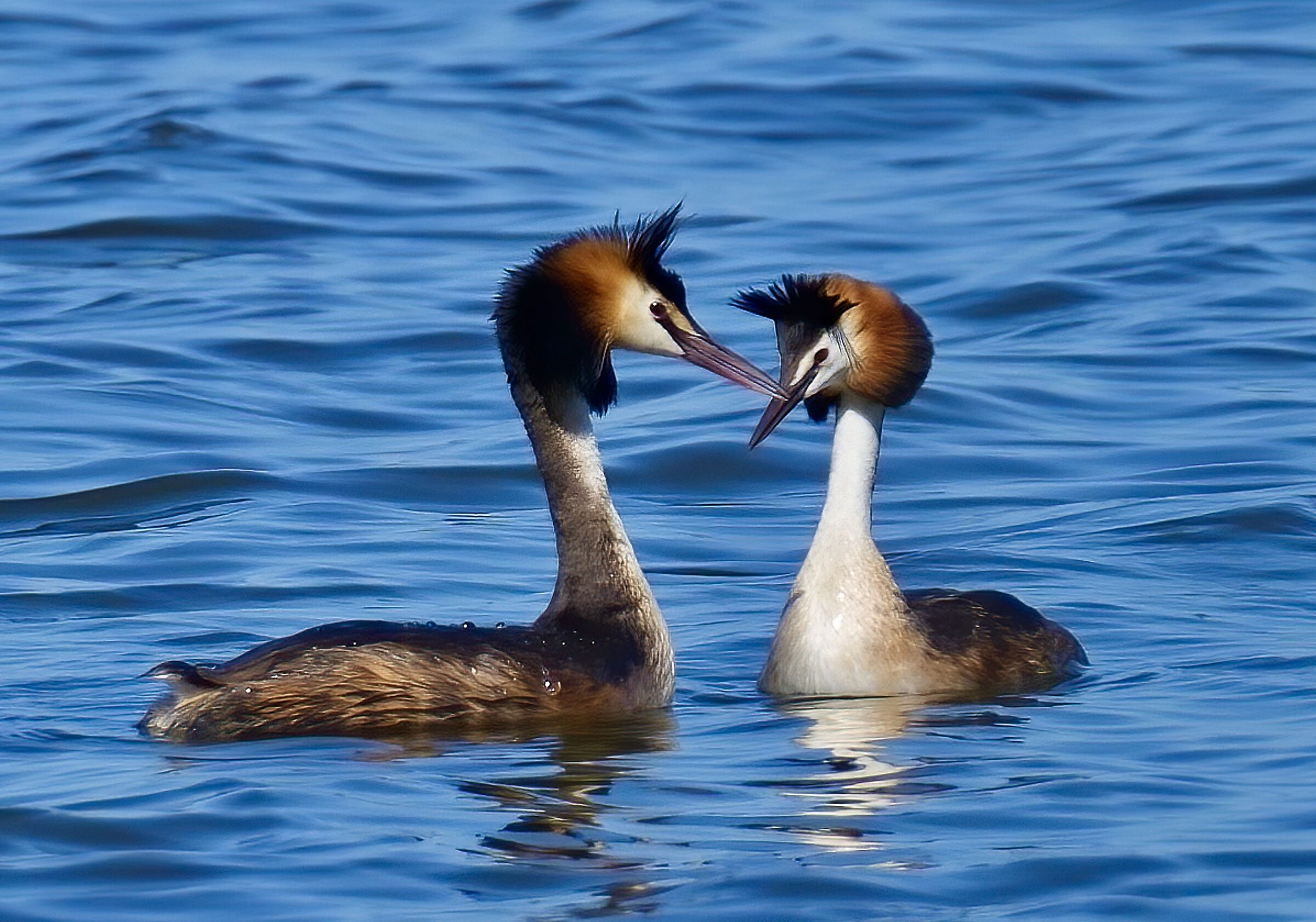 Coppia svasso maggiore