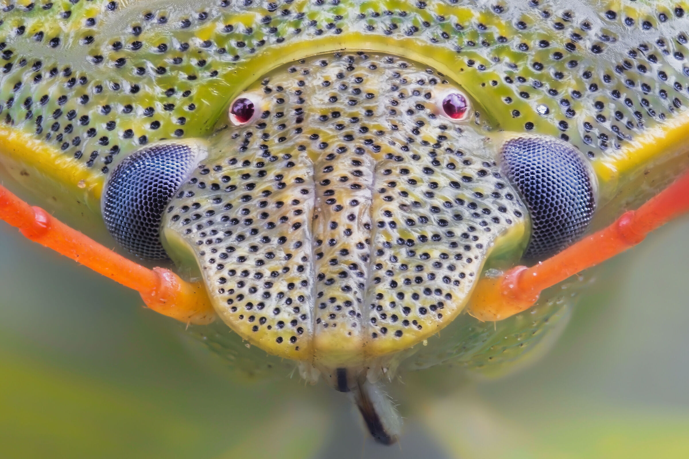 Piezodorus lituratus f. alliacea