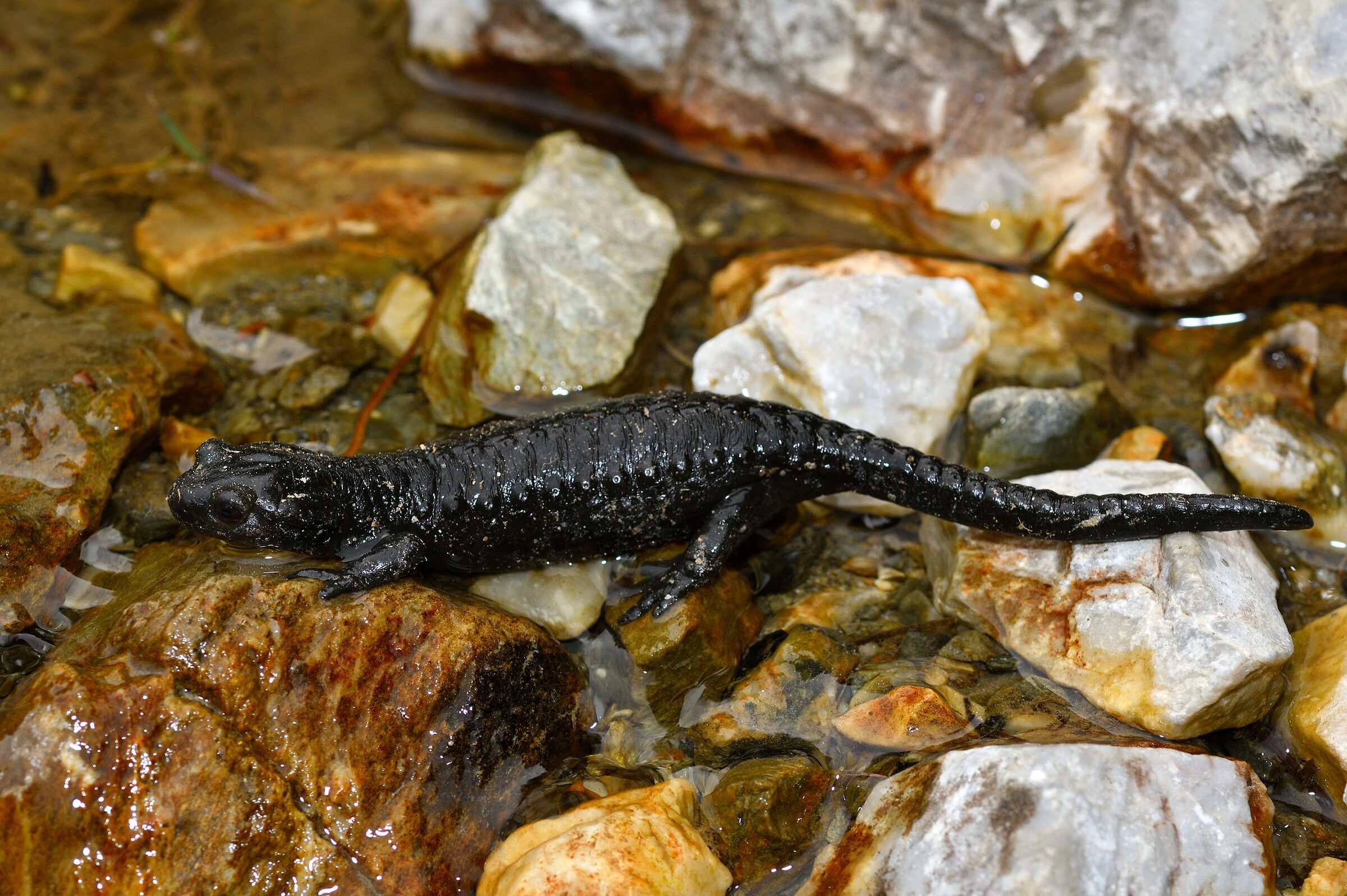 Salamandra alpina