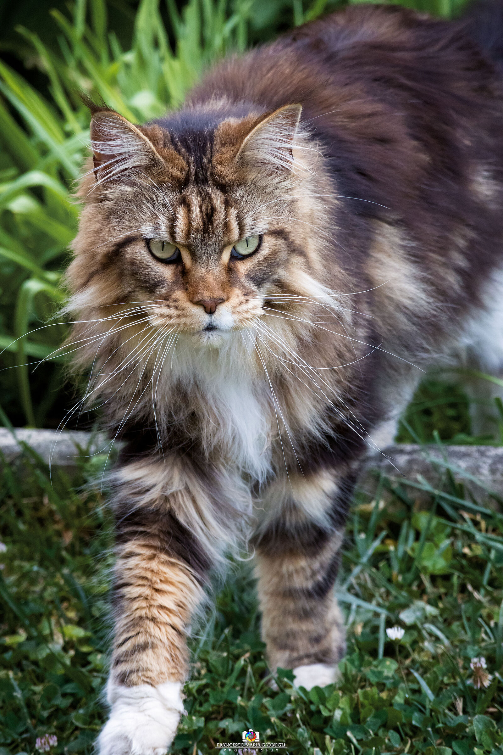 Golia, la pantera di casa....
