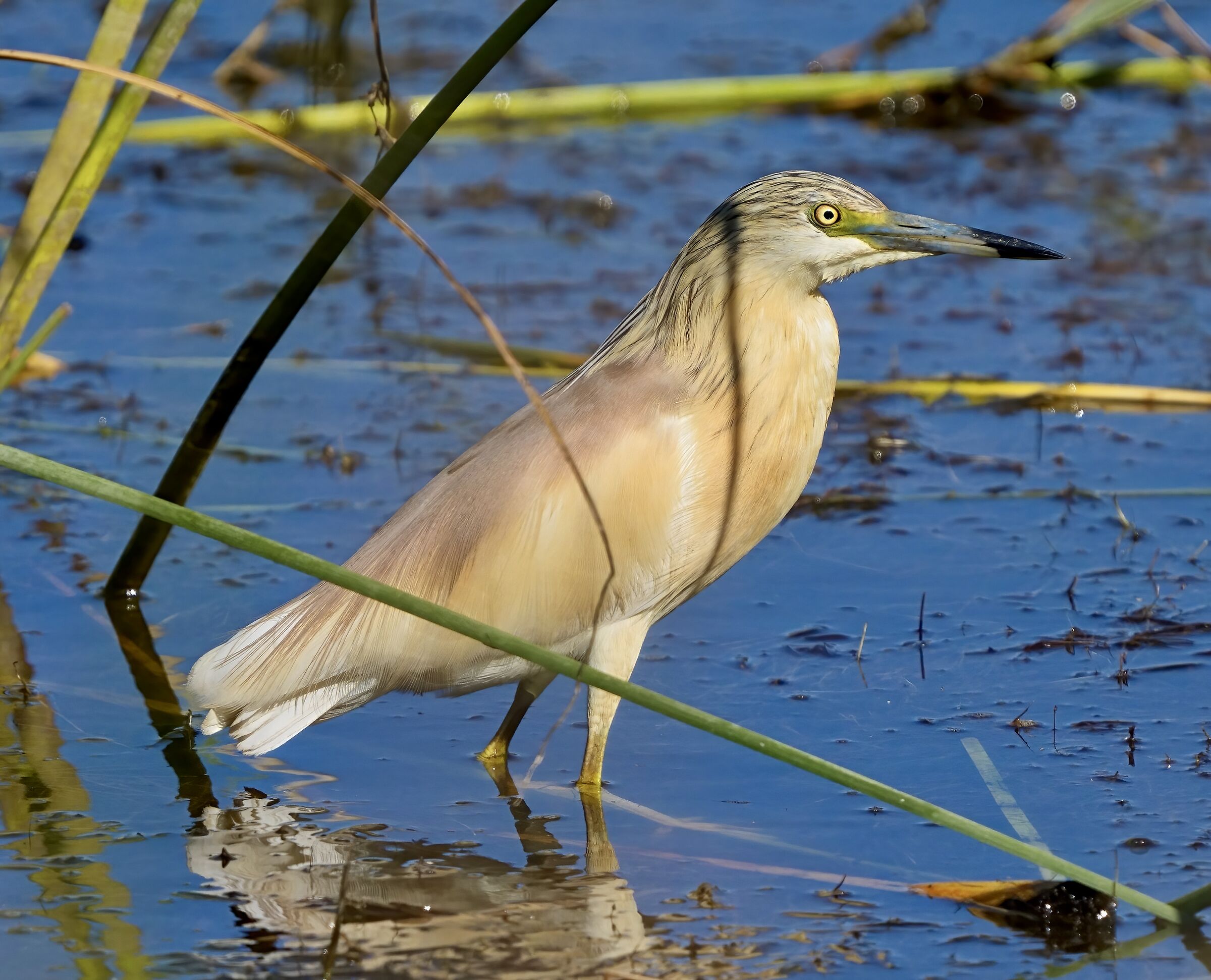 Sgarza ciuffetto