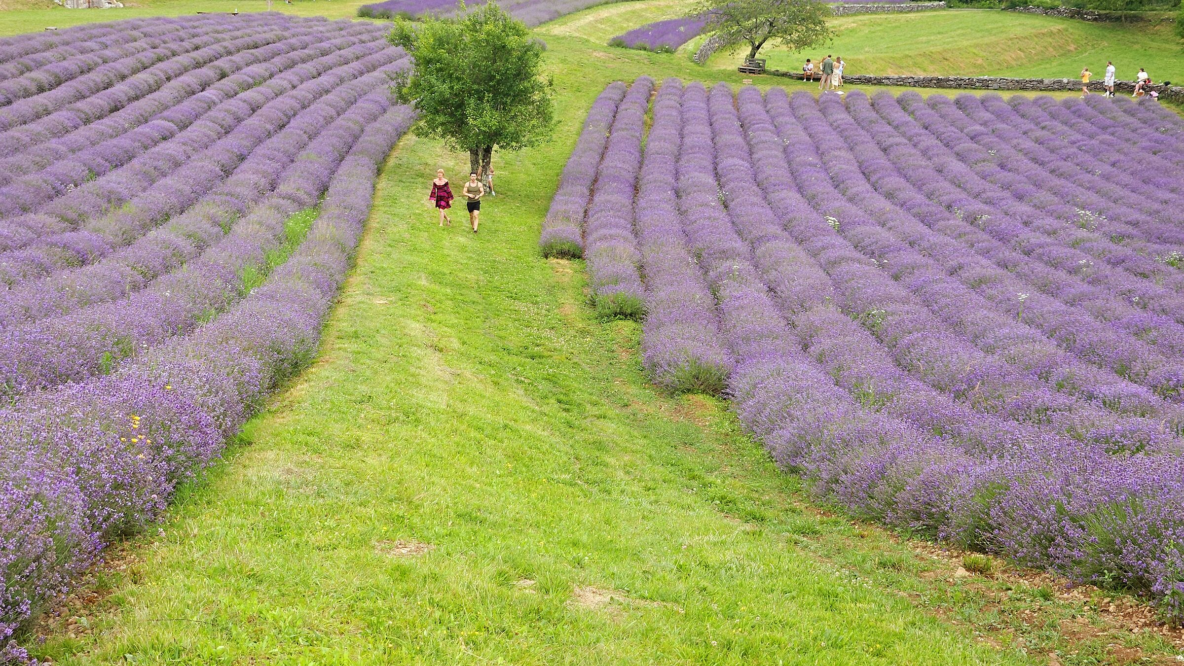 Lavanda a Povir