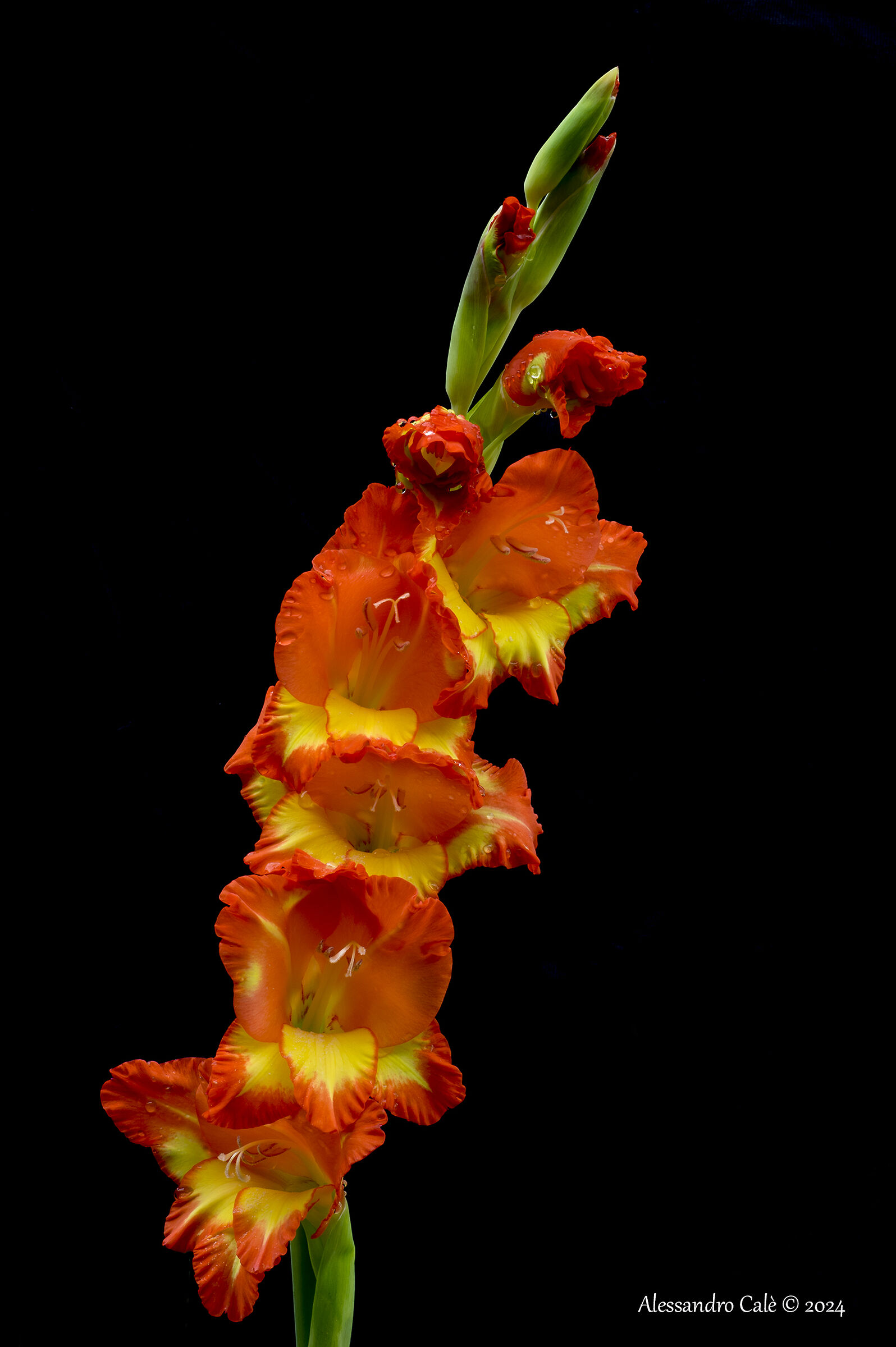 Gladiolus of Ube and Mara 3818
