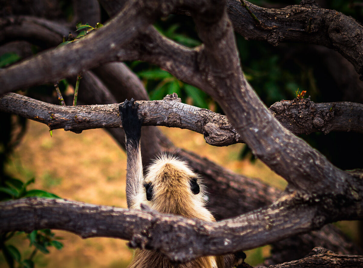 The connecting link...