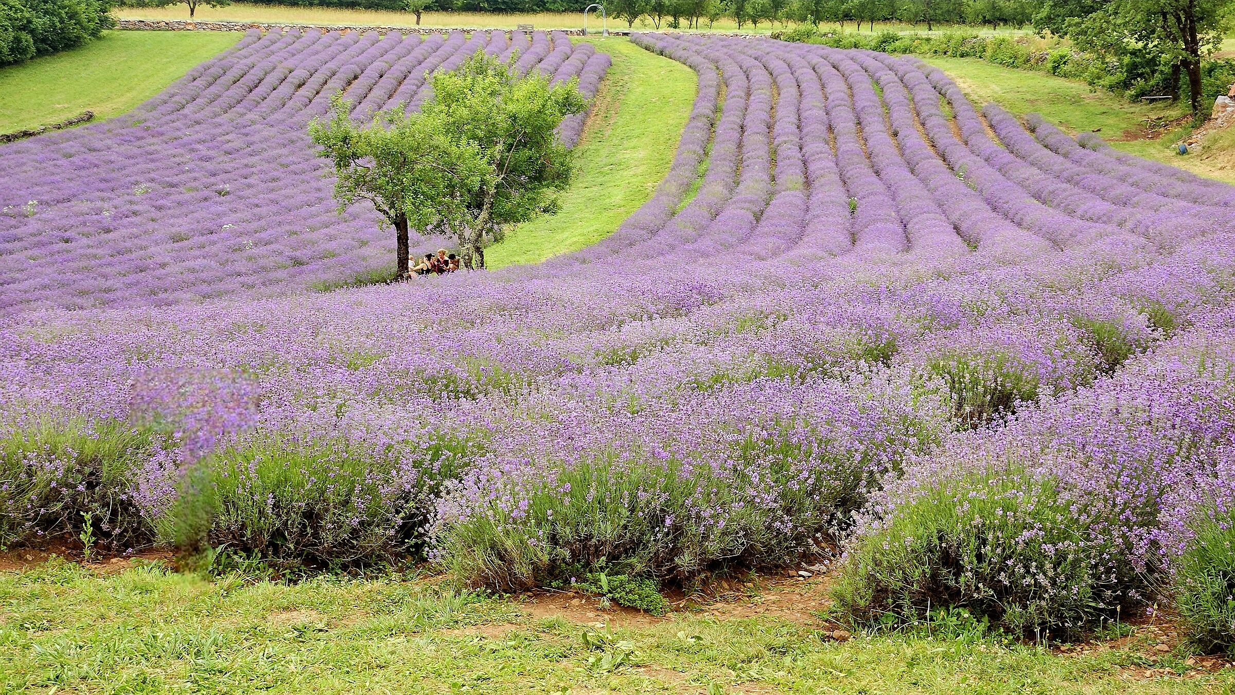 Lavanda