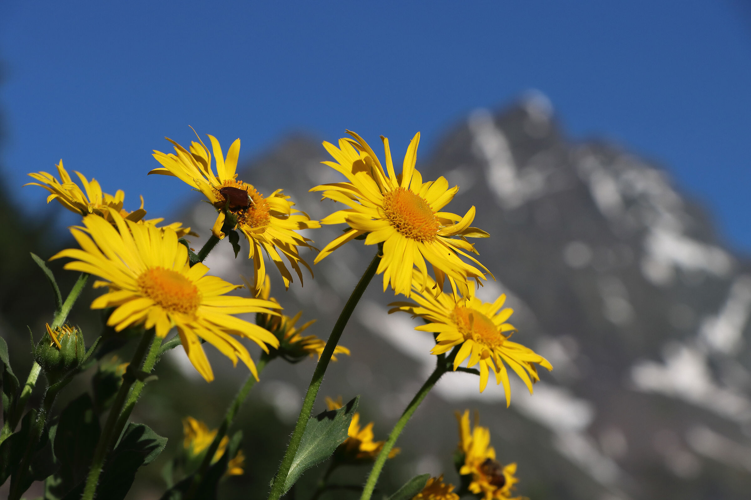 Arnica (yellow daisy)