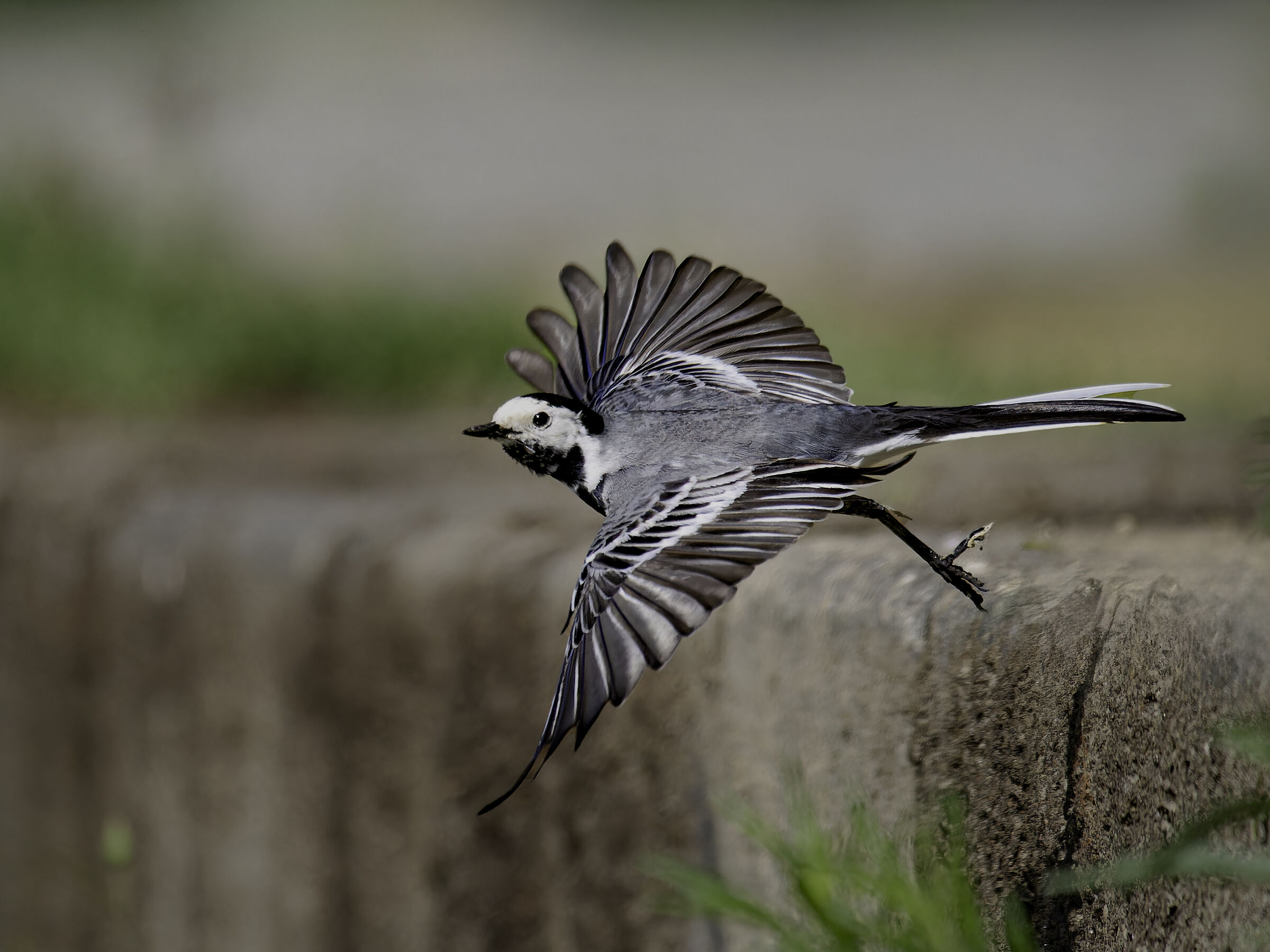 Ballerina bianca in volo