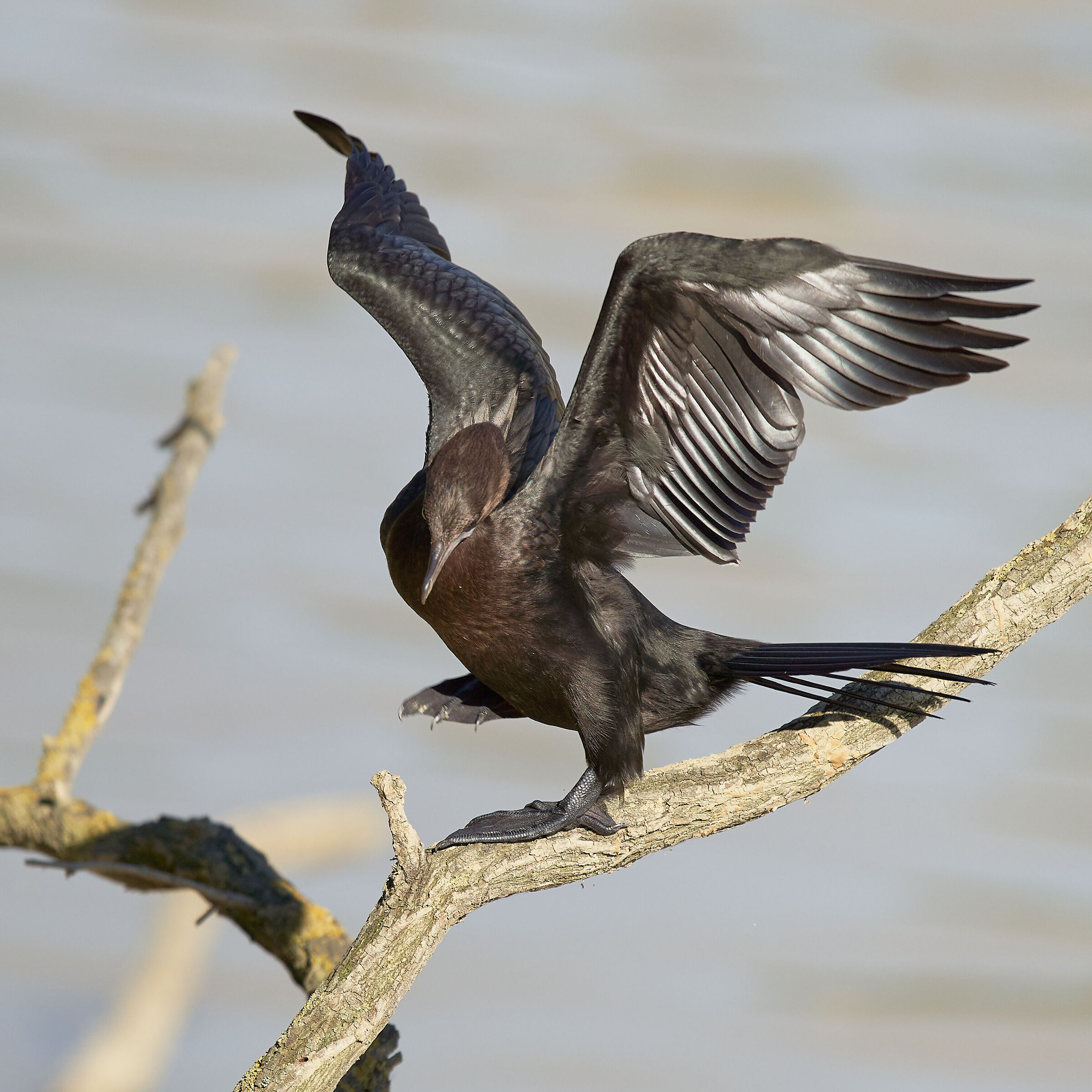 Il cormorano equilibrista