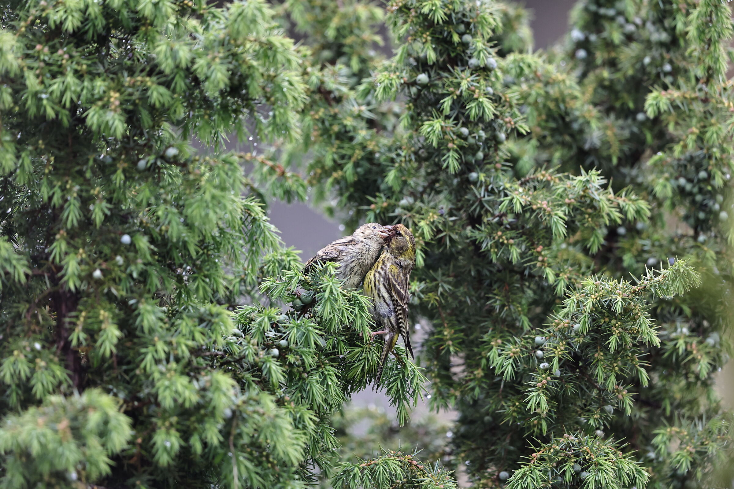 Are they good baking?