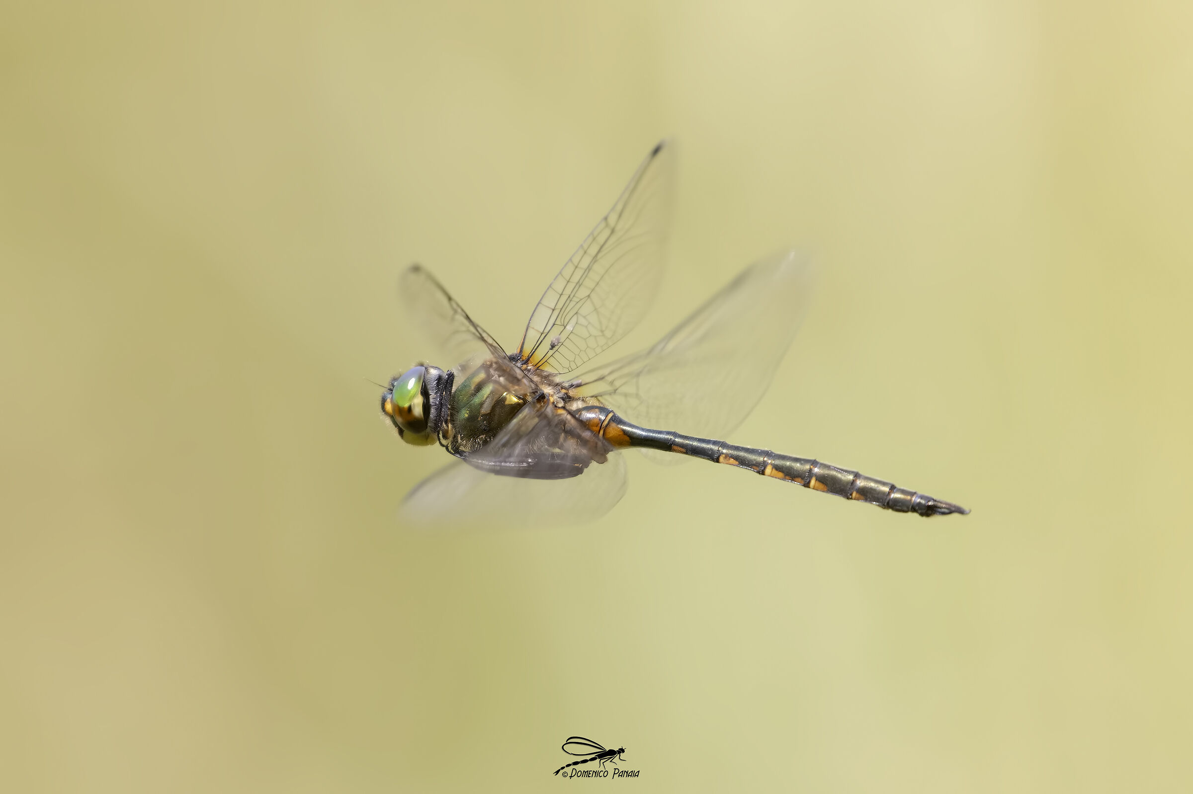 Somatochlora flavomaculata