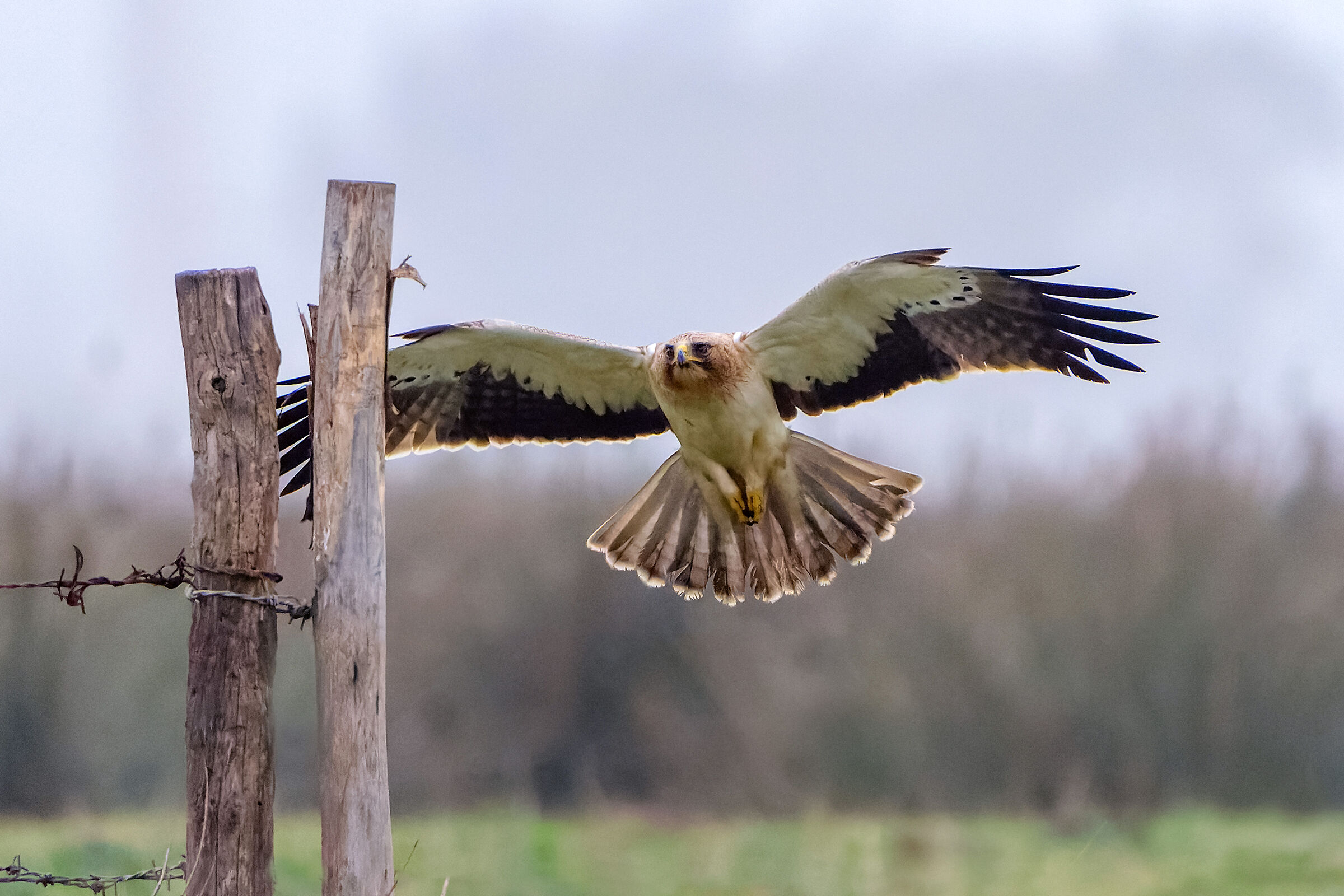 Lesser Eagle