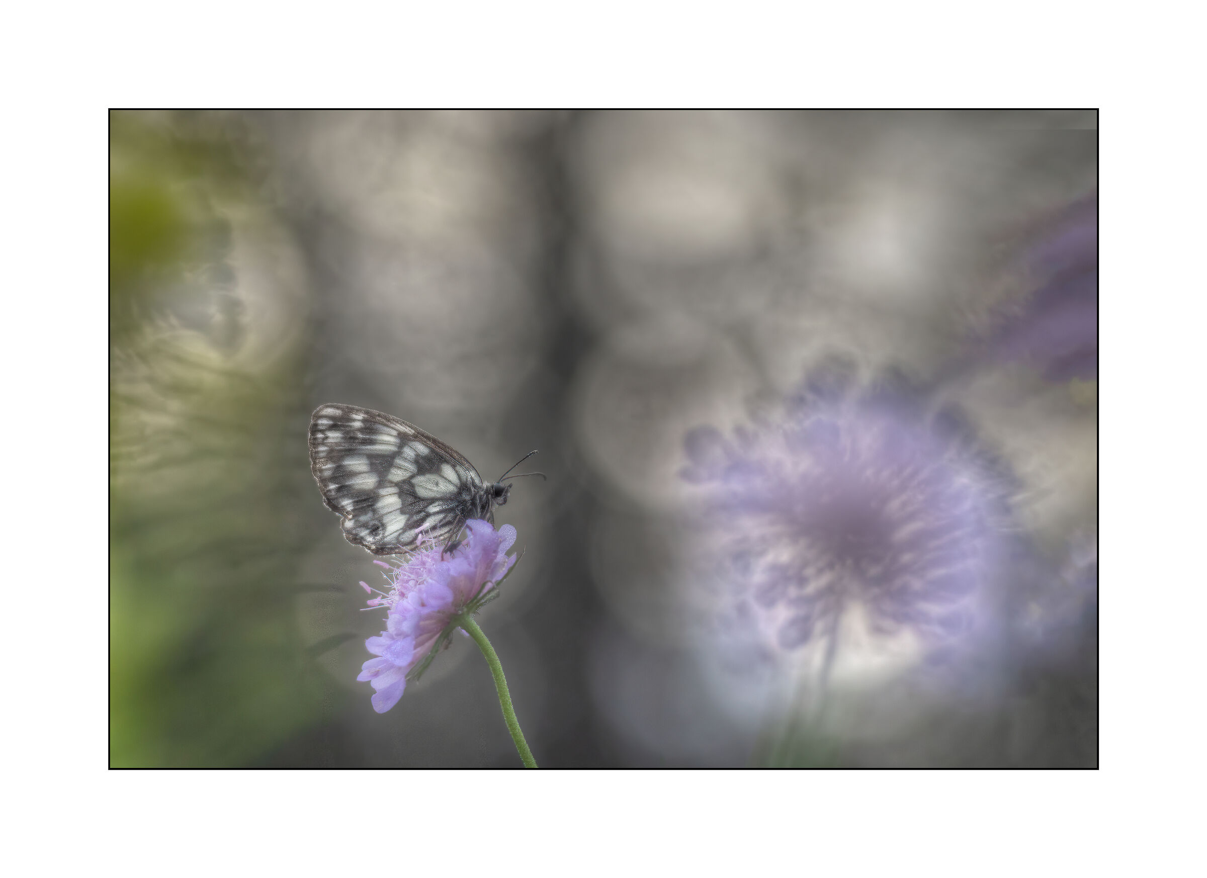 il prato e la melanargia