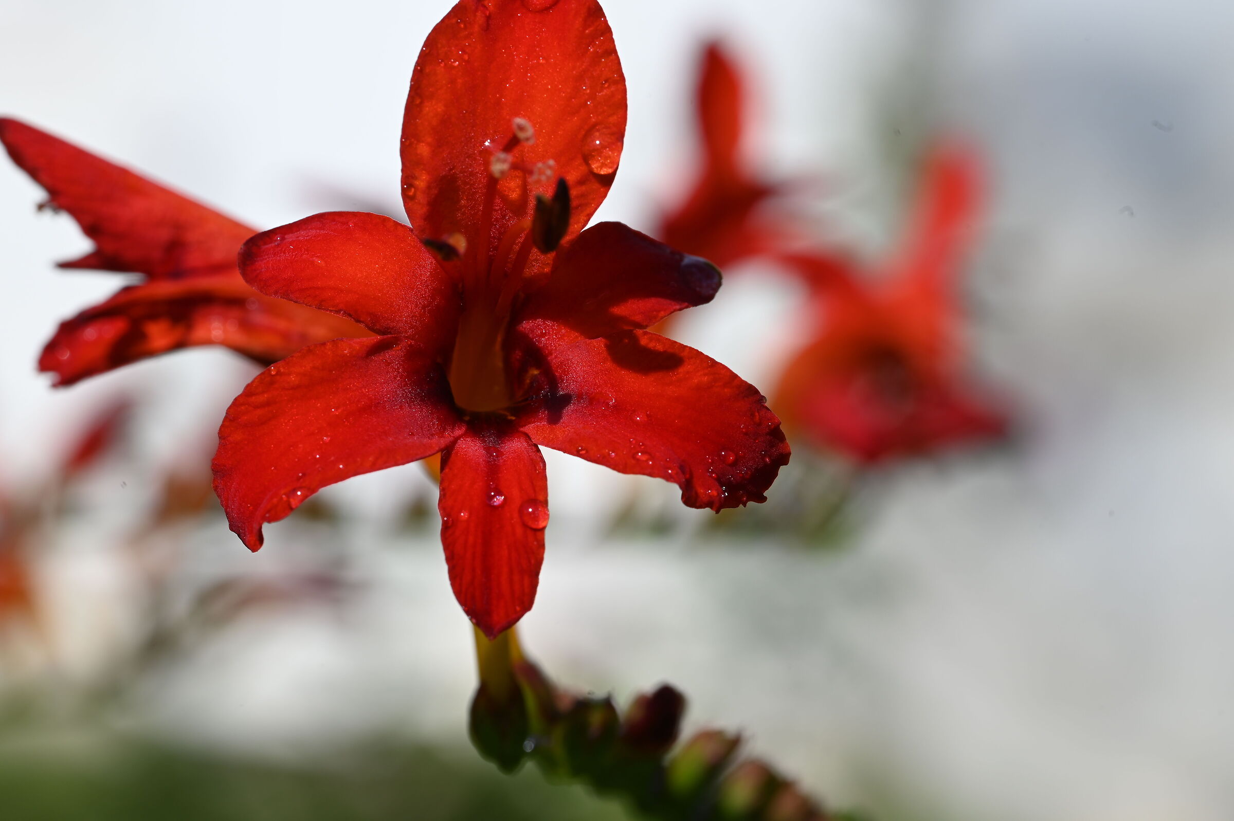 CROCOSMIA