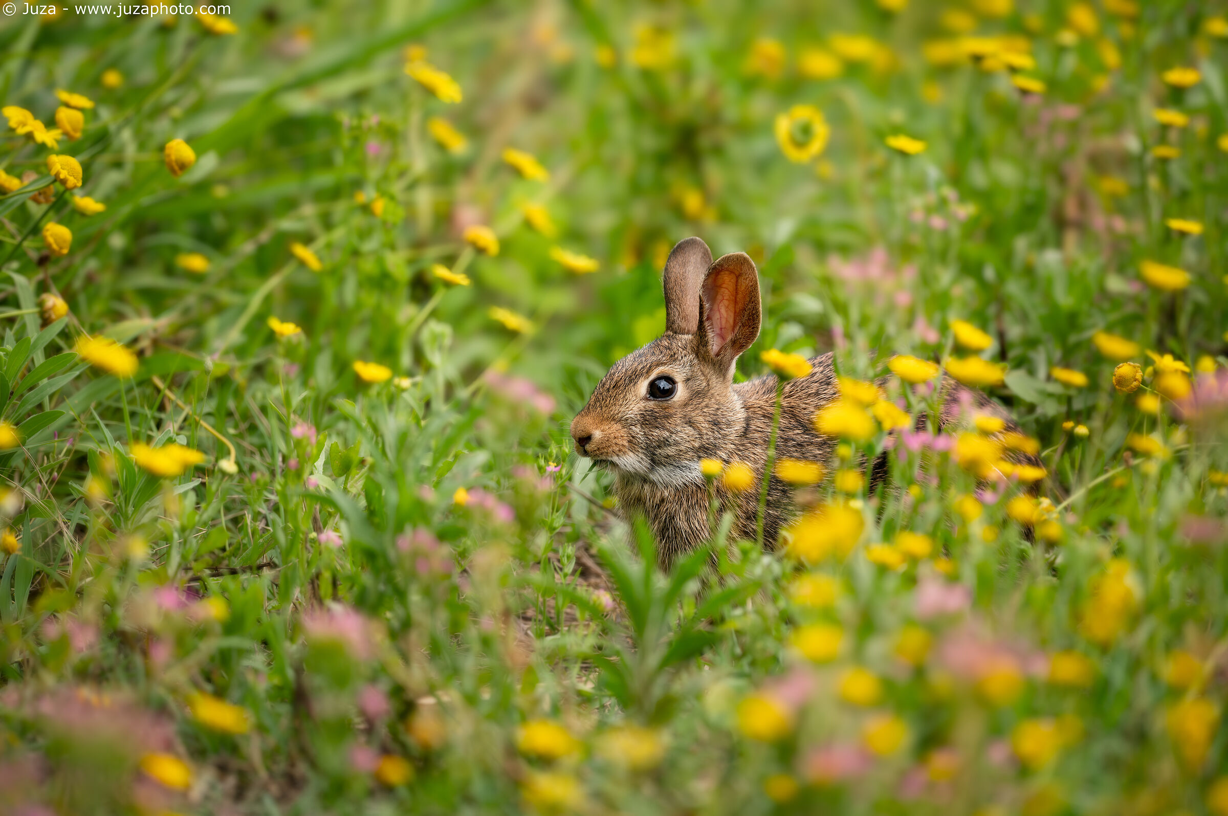 Rabbit among the flowers