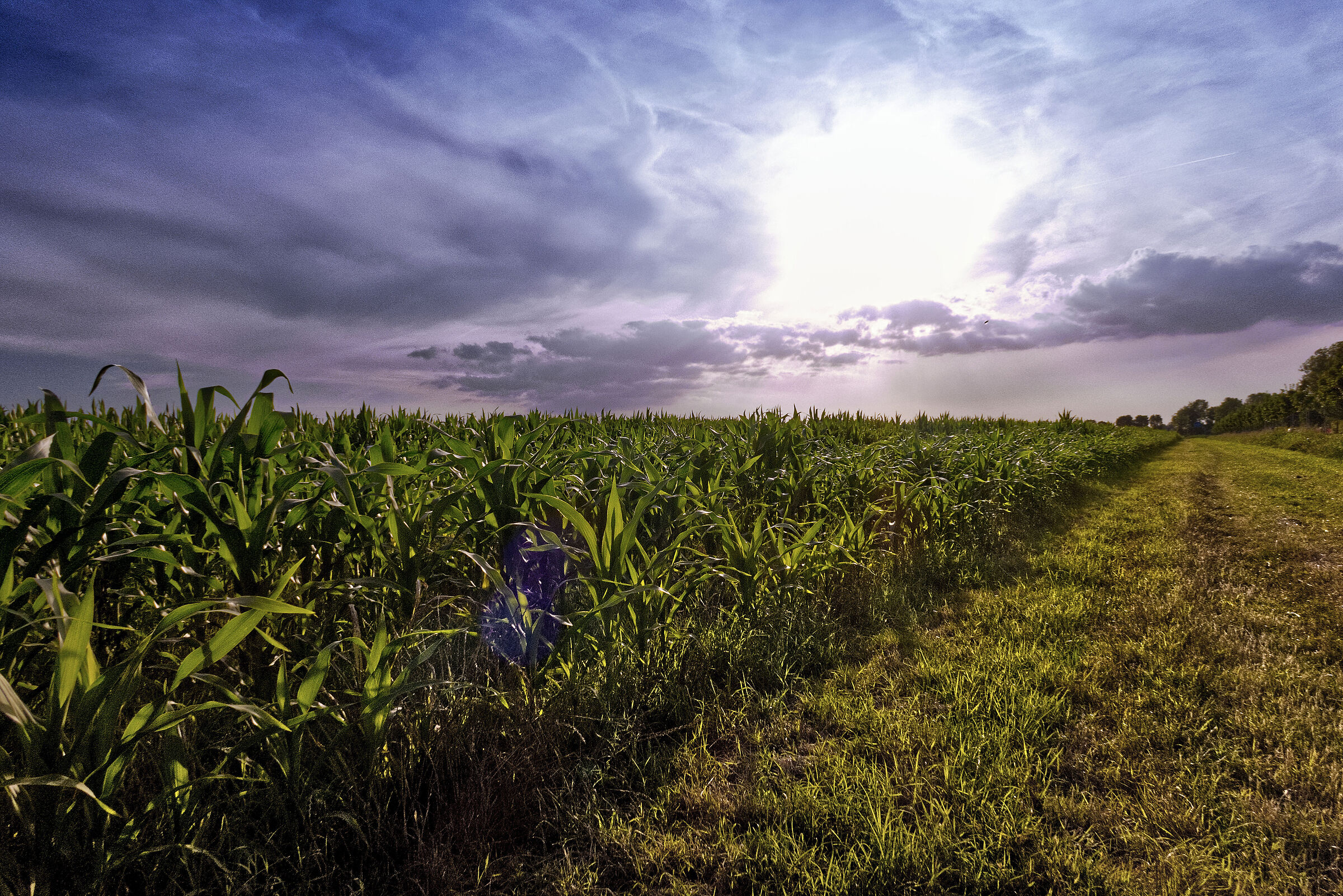 Campo di grano turco