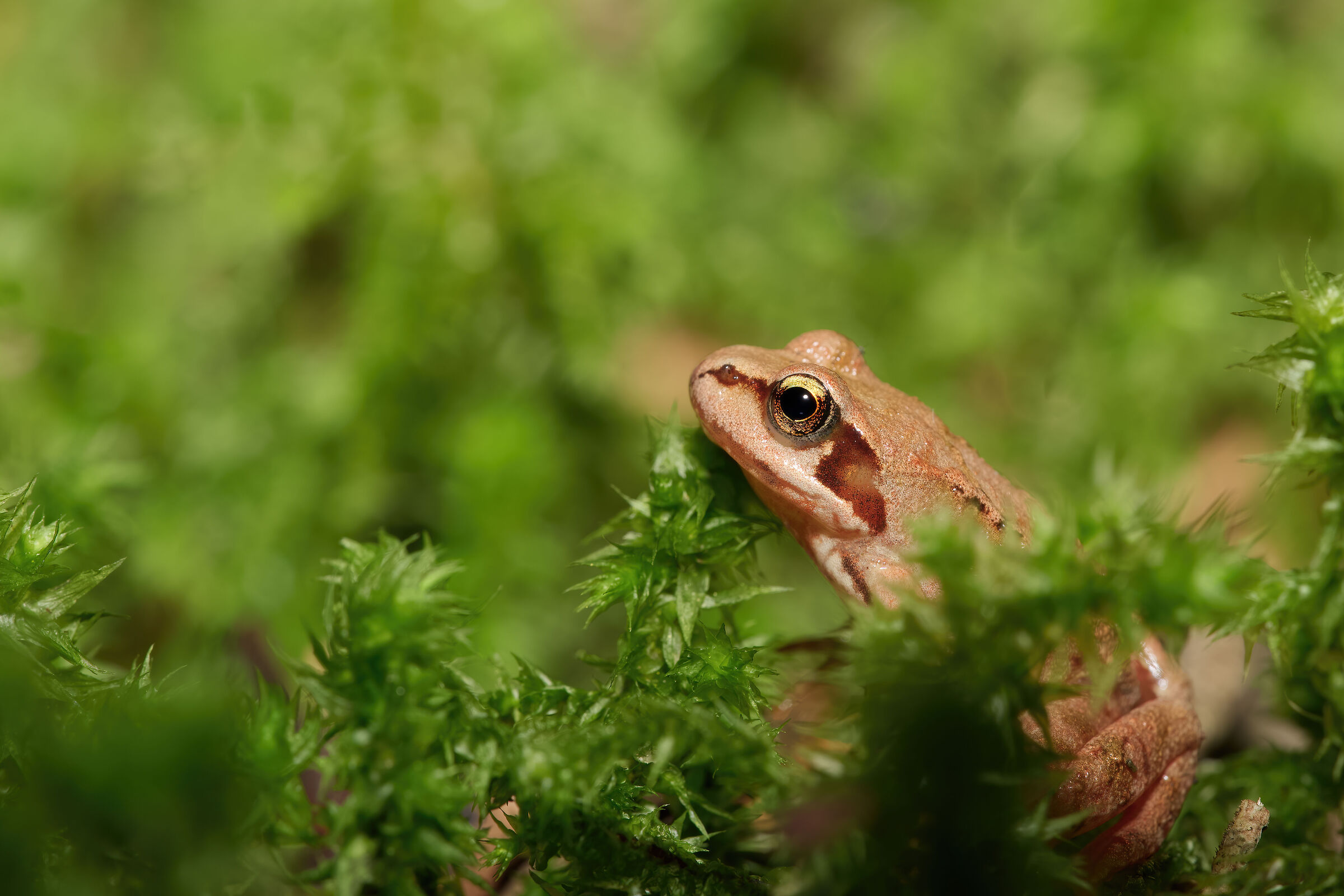 Giovane rana appenninica (Rana italica)