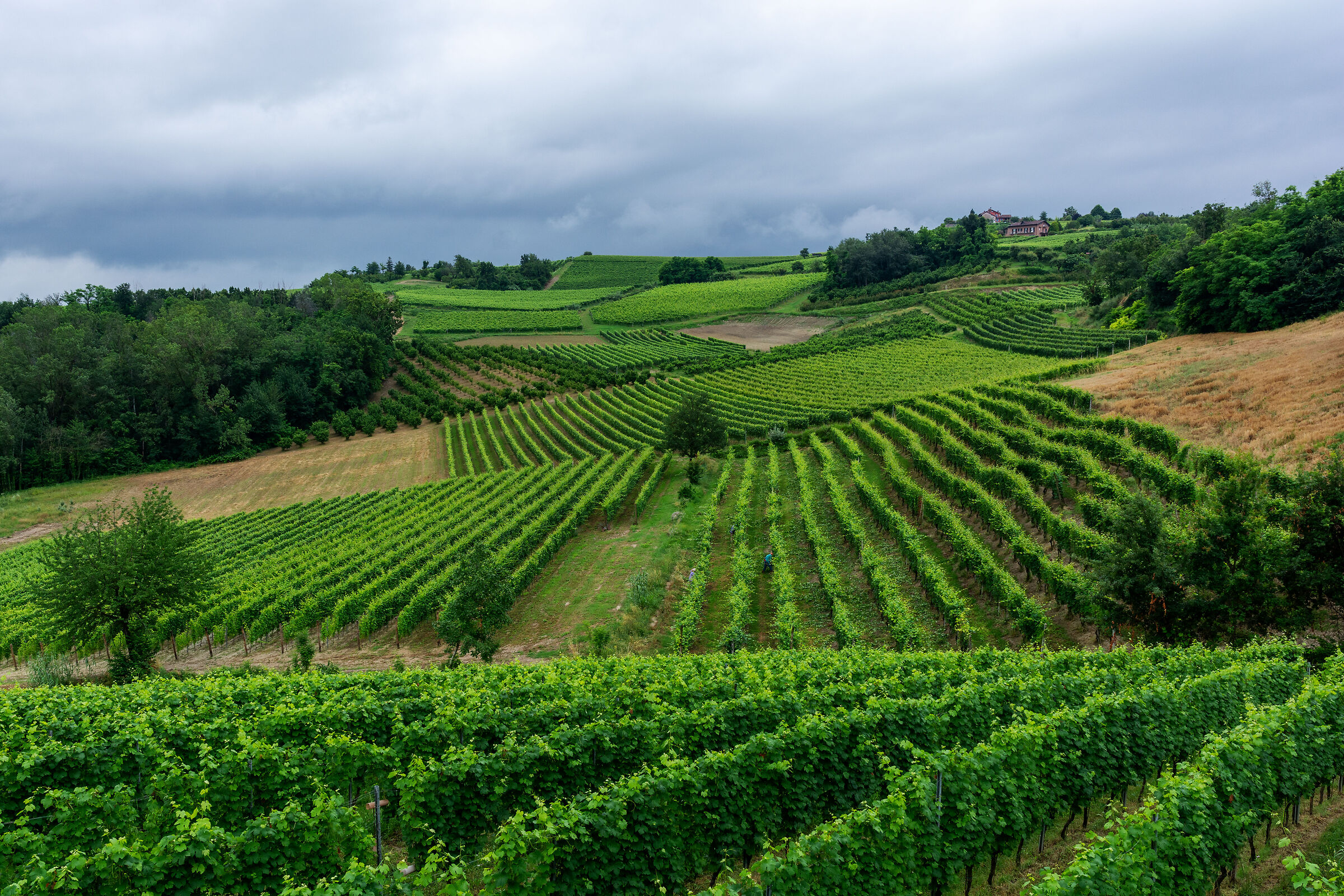 estate nelle langhe