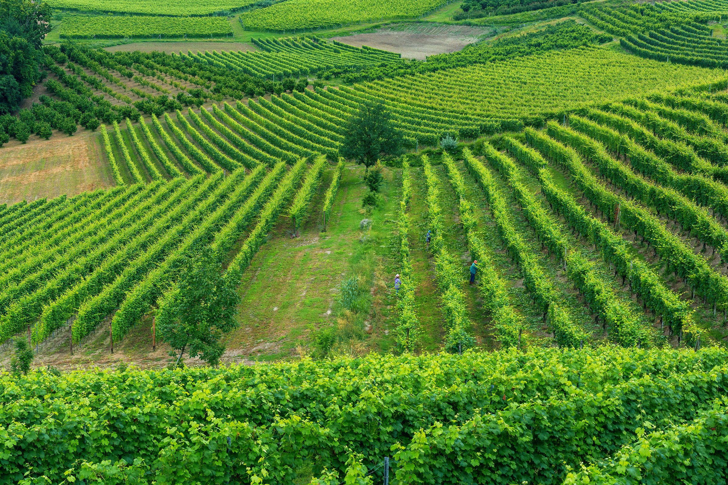 estate nelle langhe