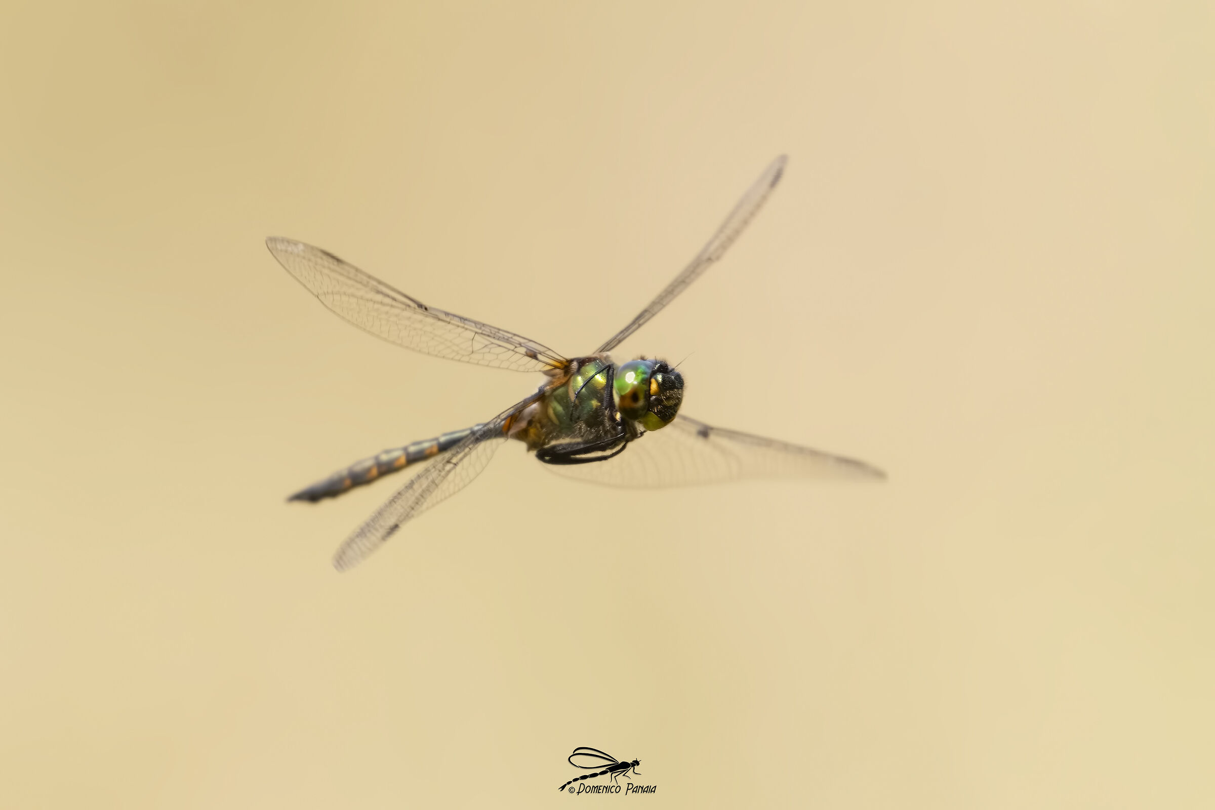 Somatochlora flavomaculata