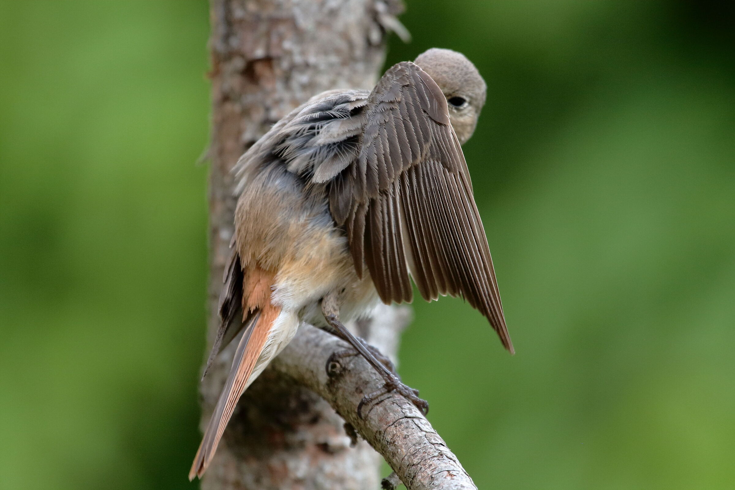 Redstart