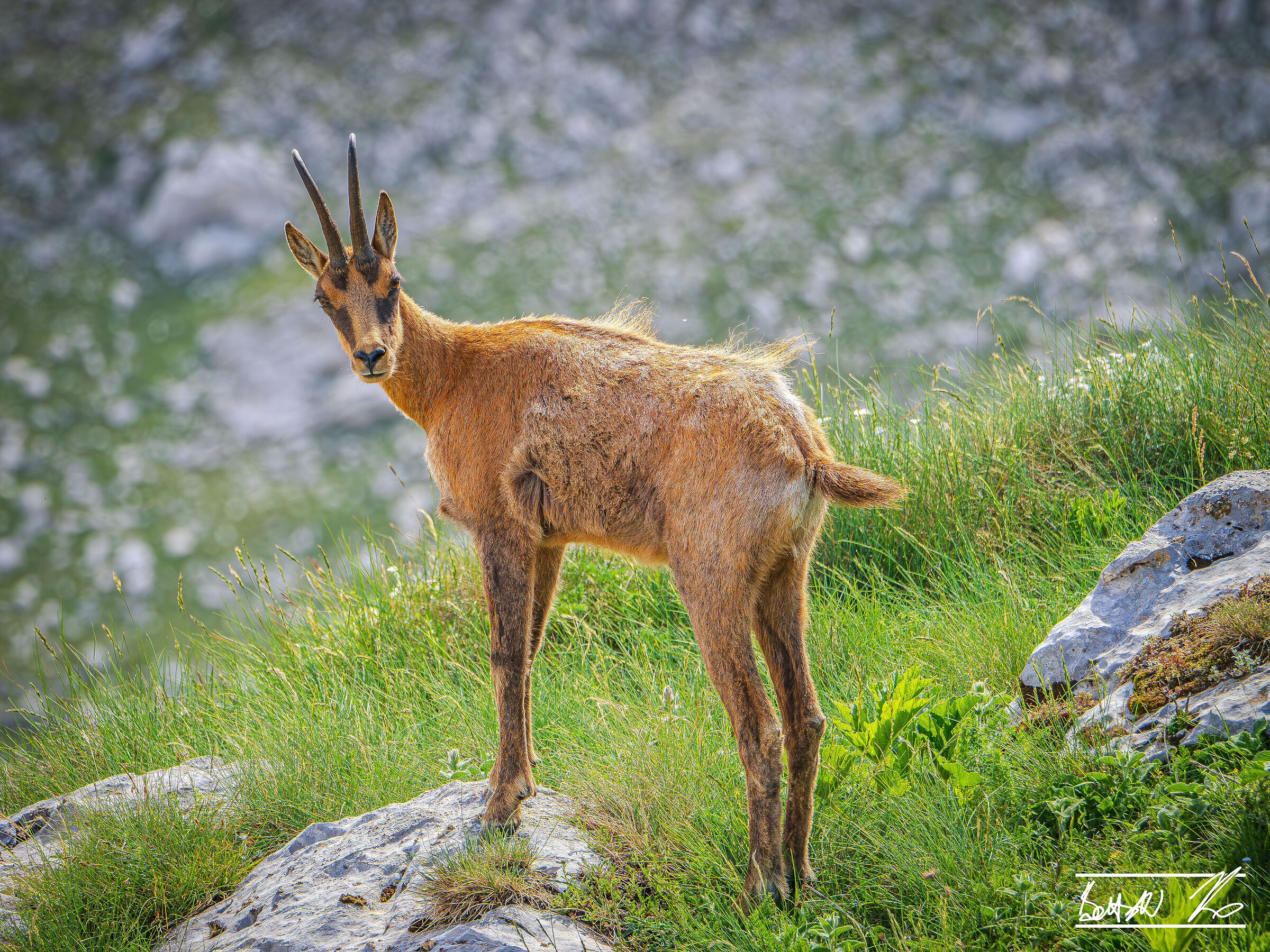 Chamois from the Meta_2 Mountains