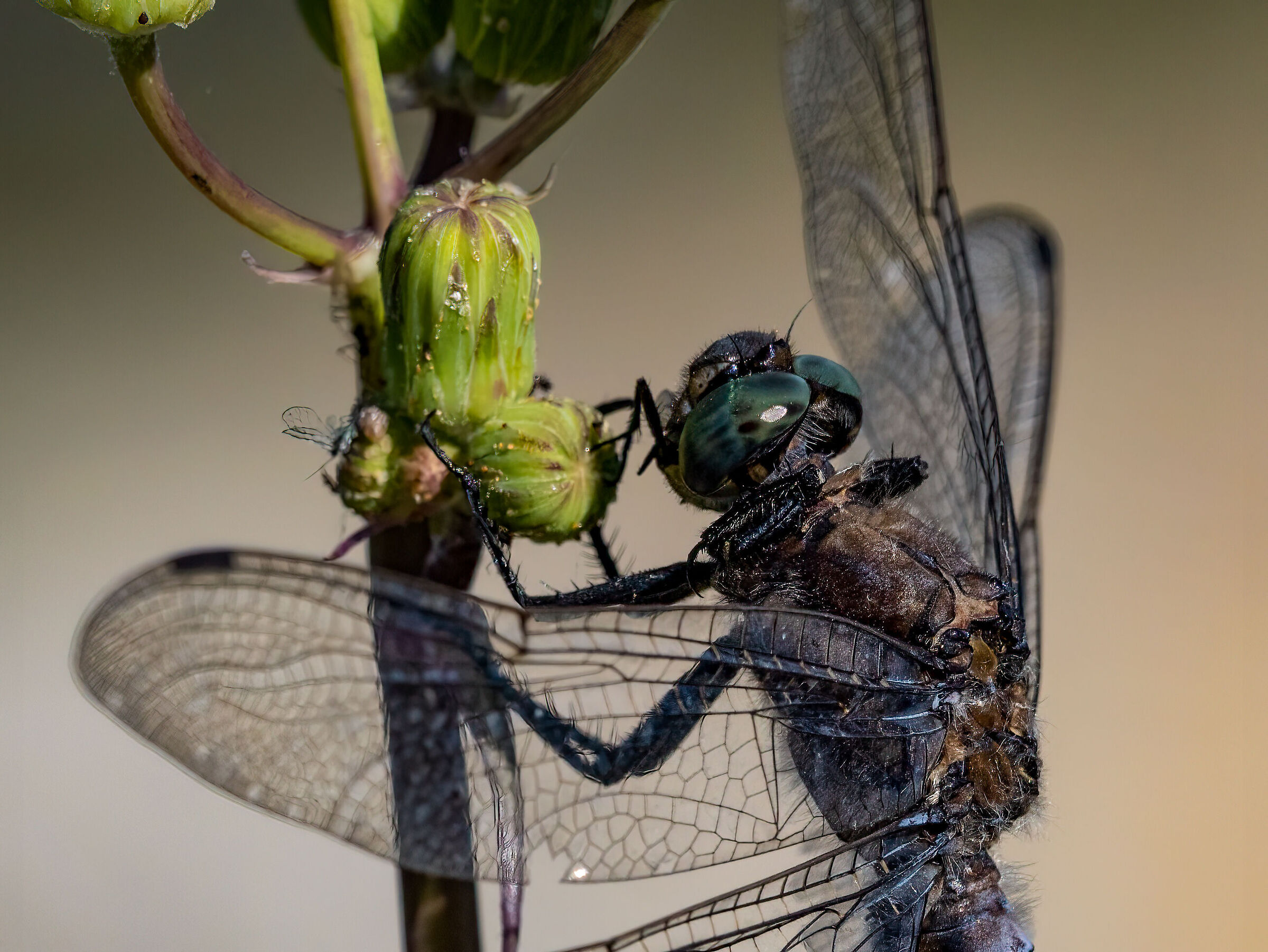 Anisoptera