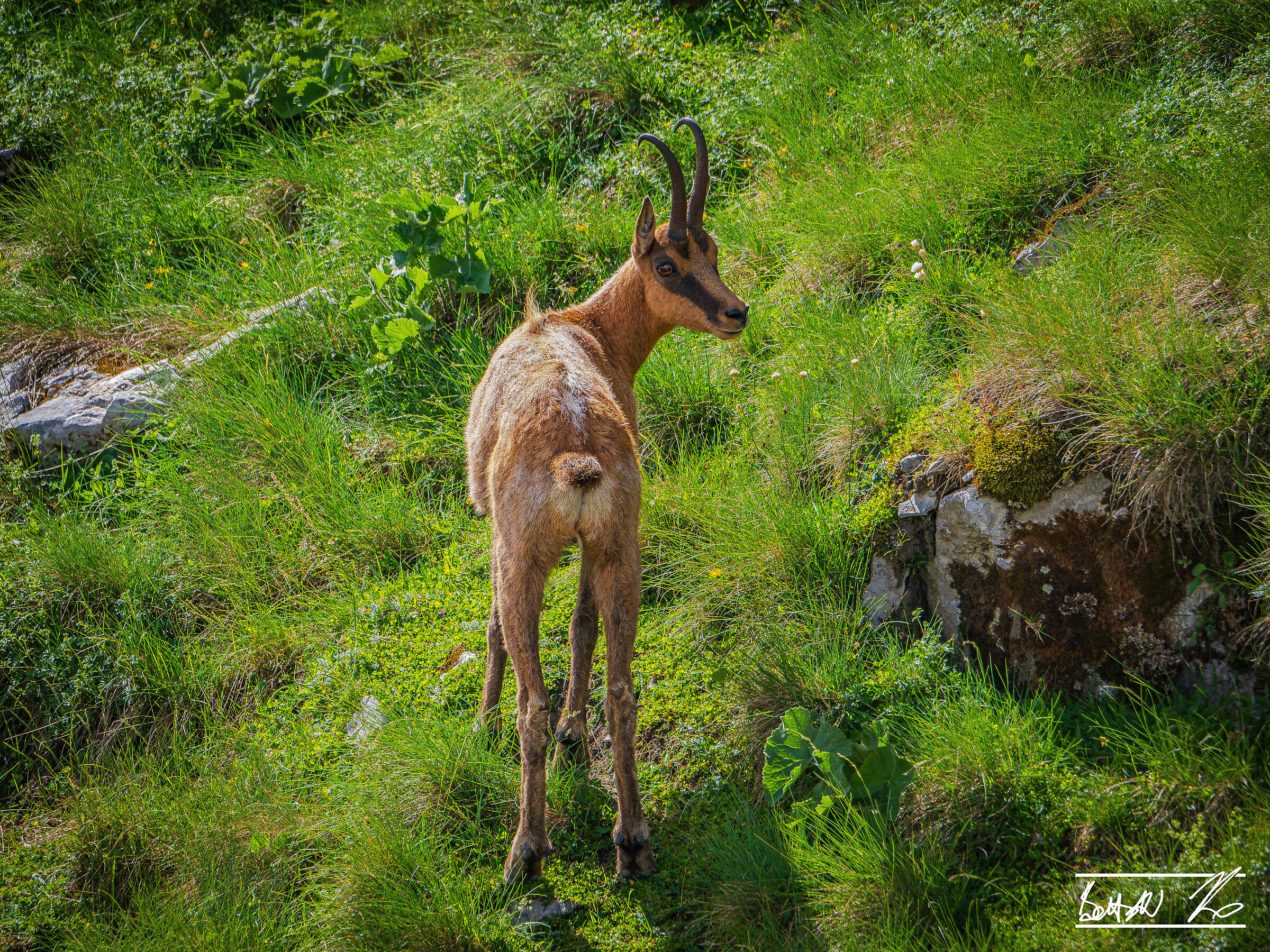 Chamois from the Meta_4 Mountains