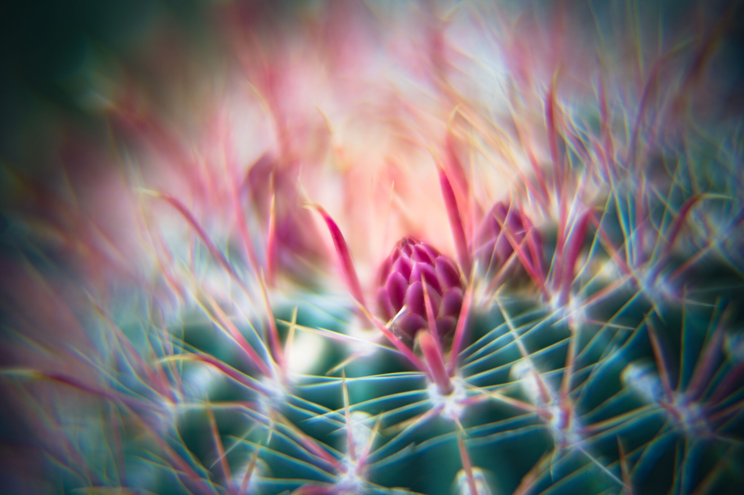 A flower among the thorns