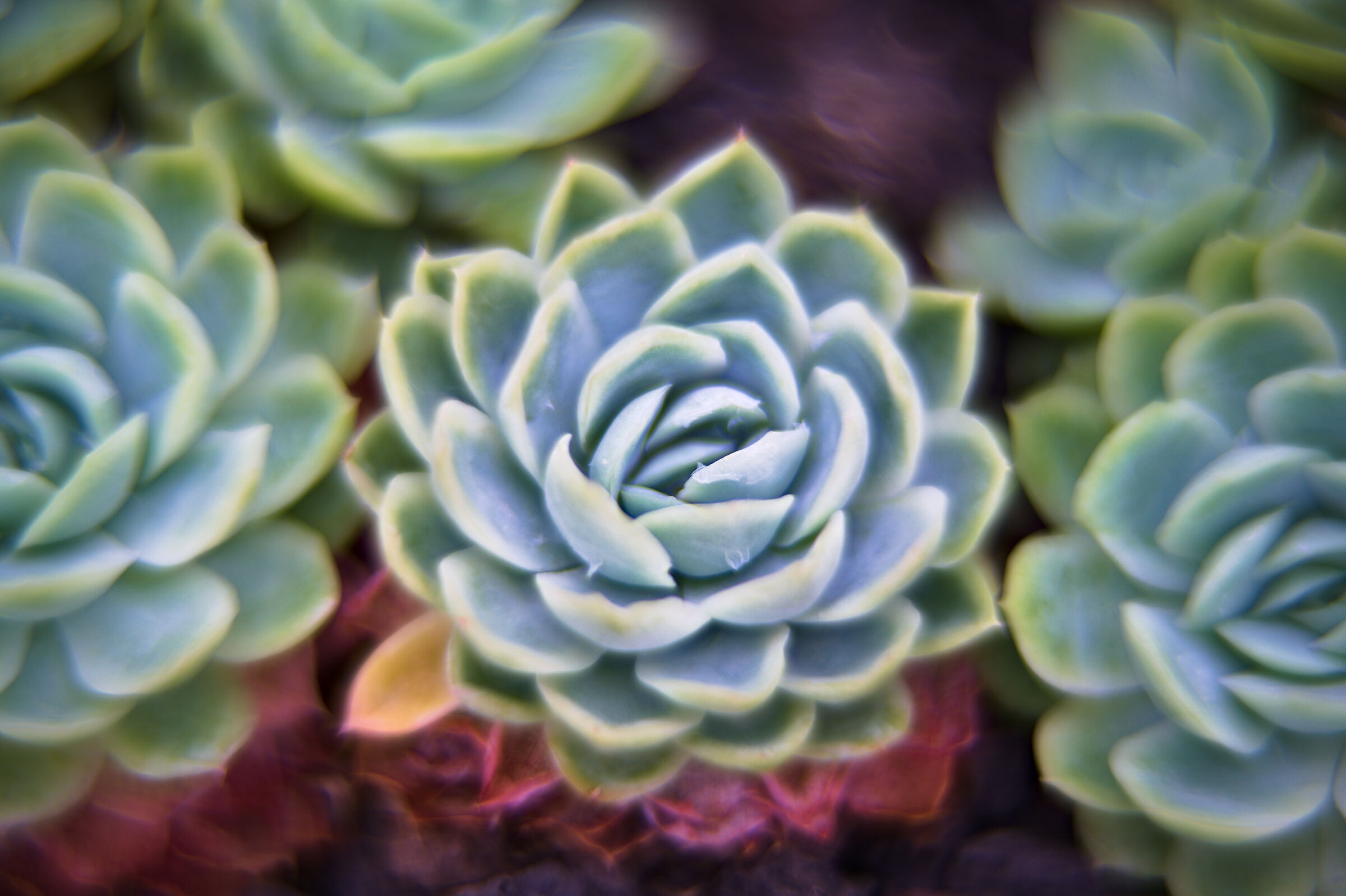 Pictorialist succulent