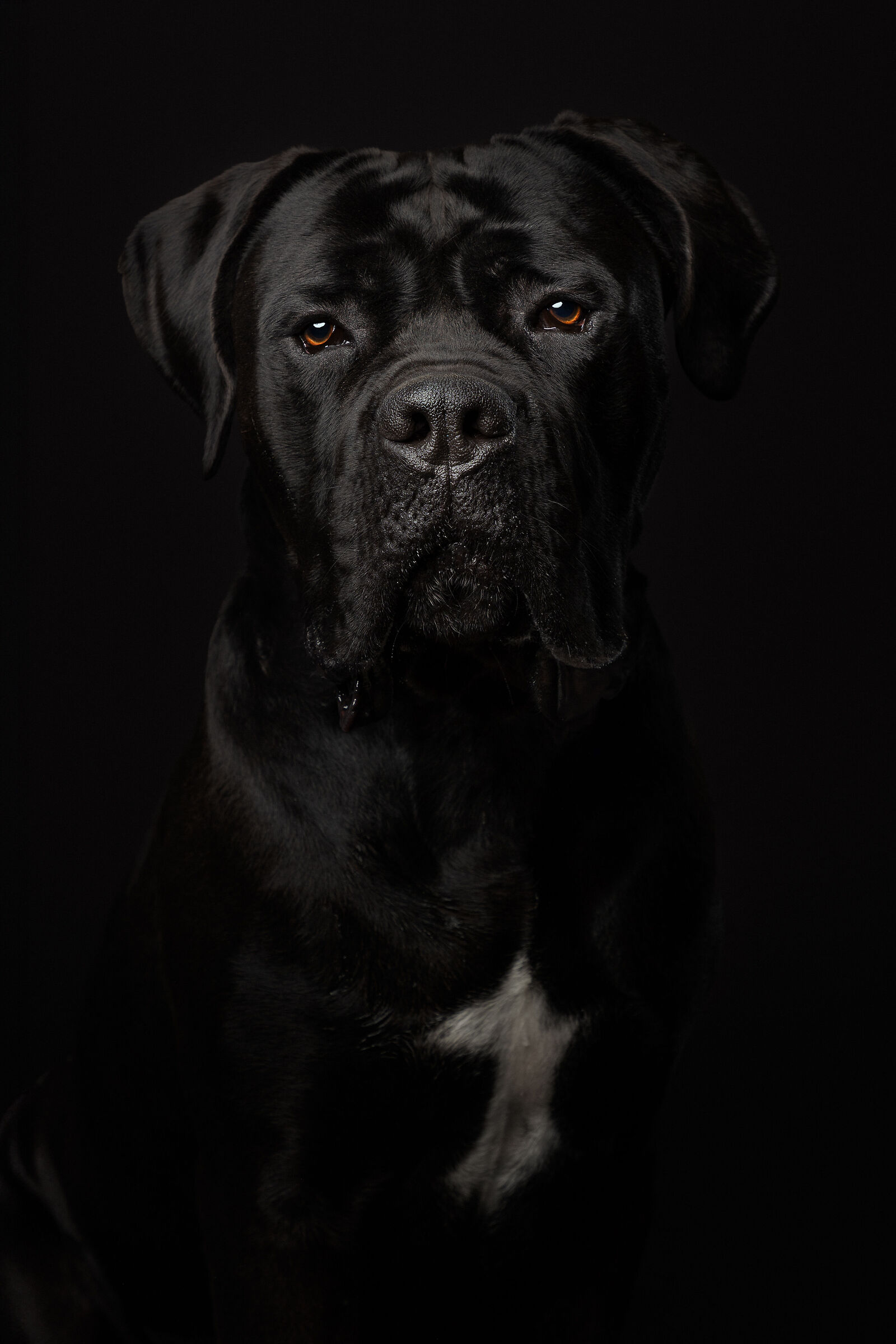 Ettore