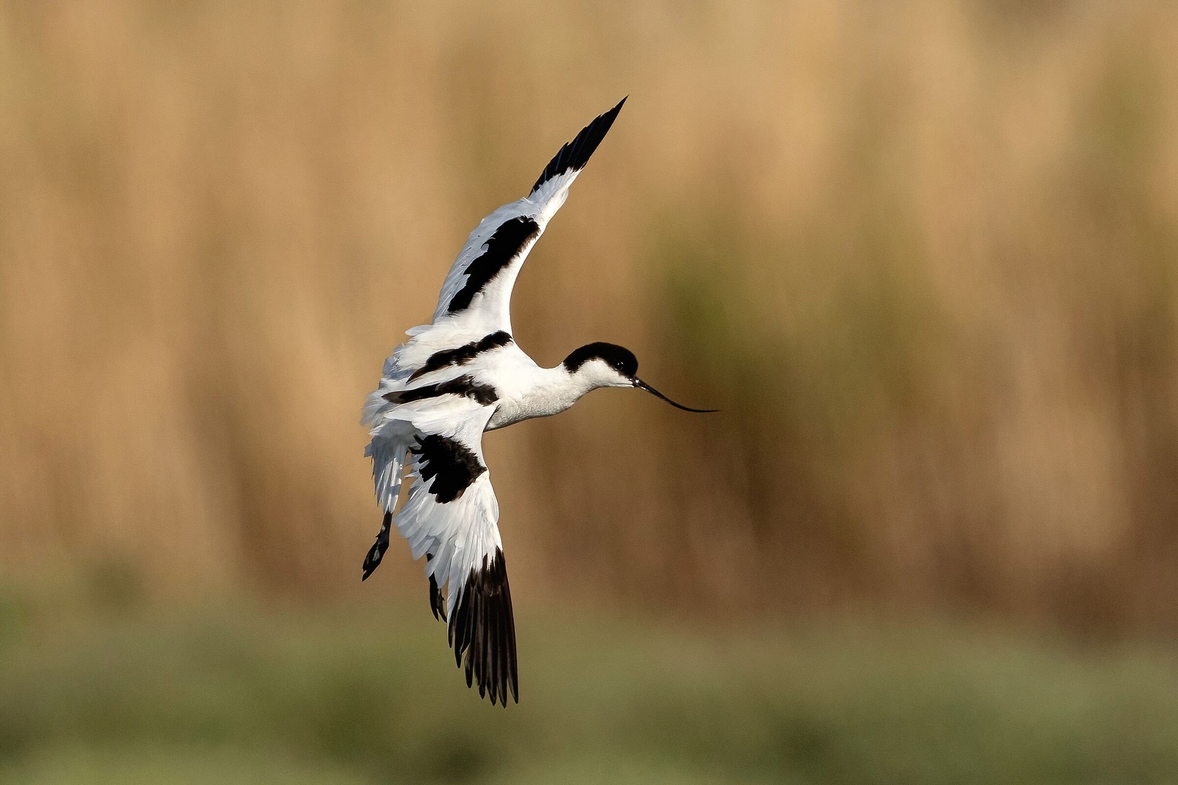 Avocet (Recurvirostra avosetta)
