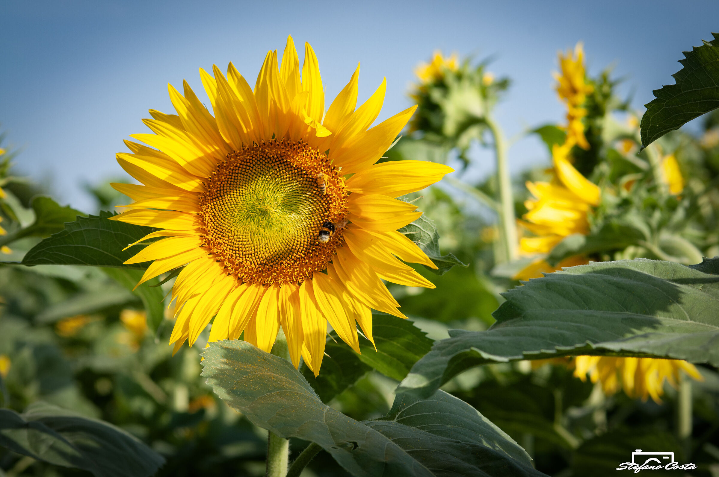 "Tieni il viso rivolto sempre verso il sole e le ombre&...