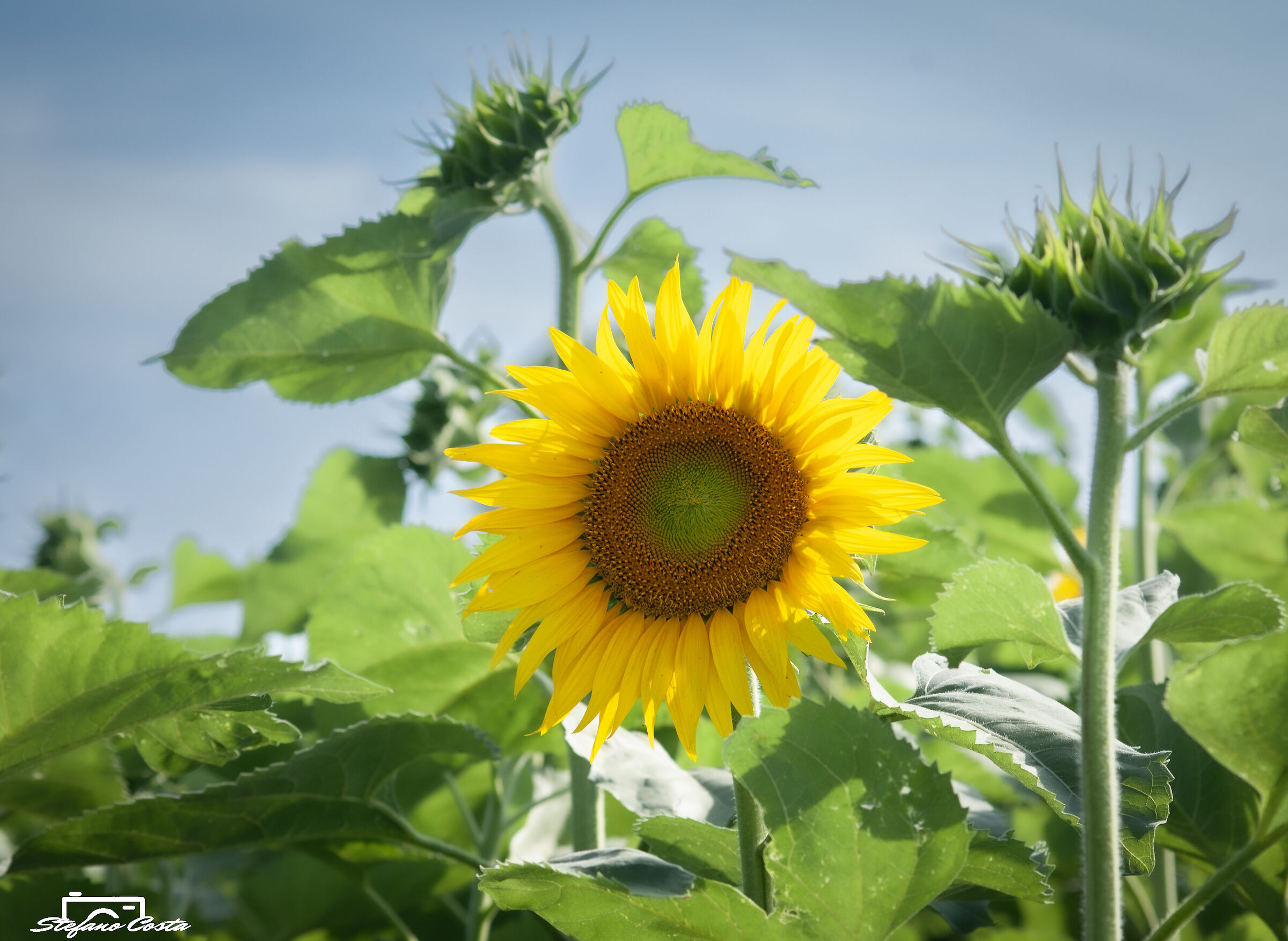 "Il suo sorriso ha fatto vergognare il girasole"