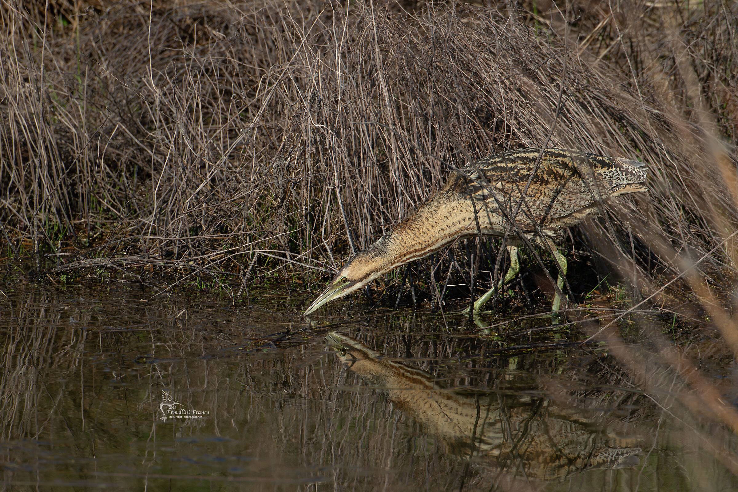 Bittern