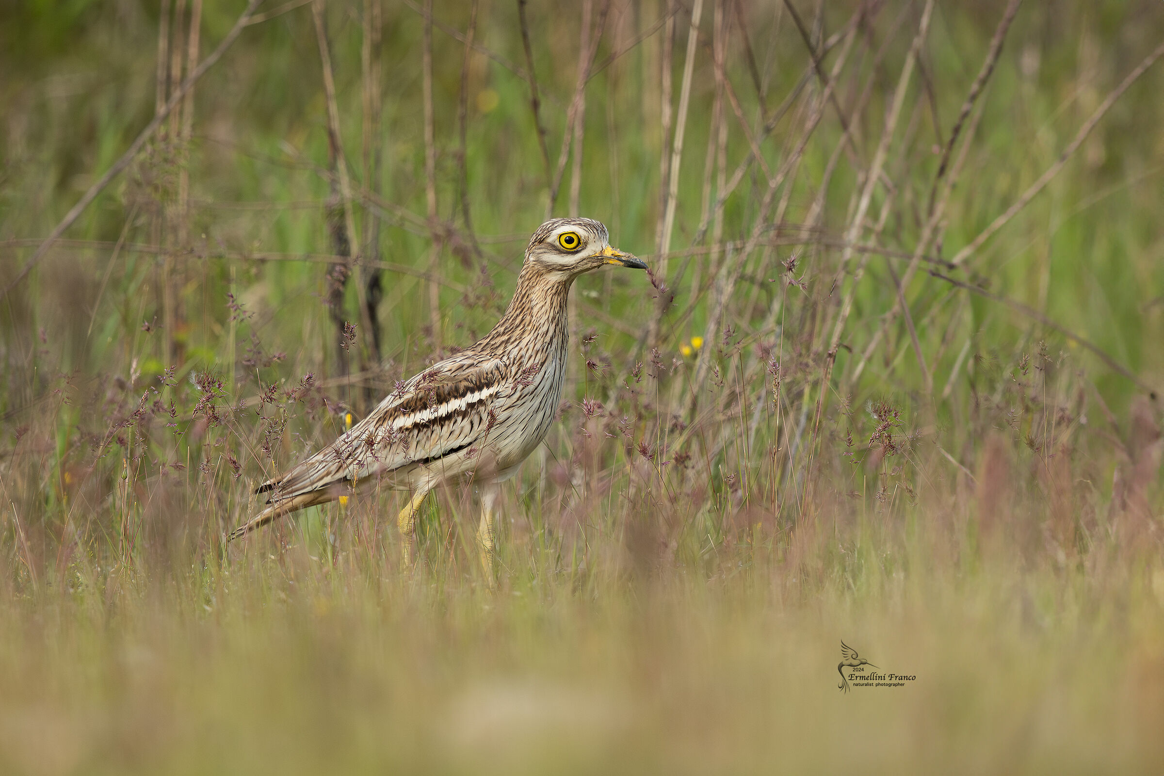 Eye curlew