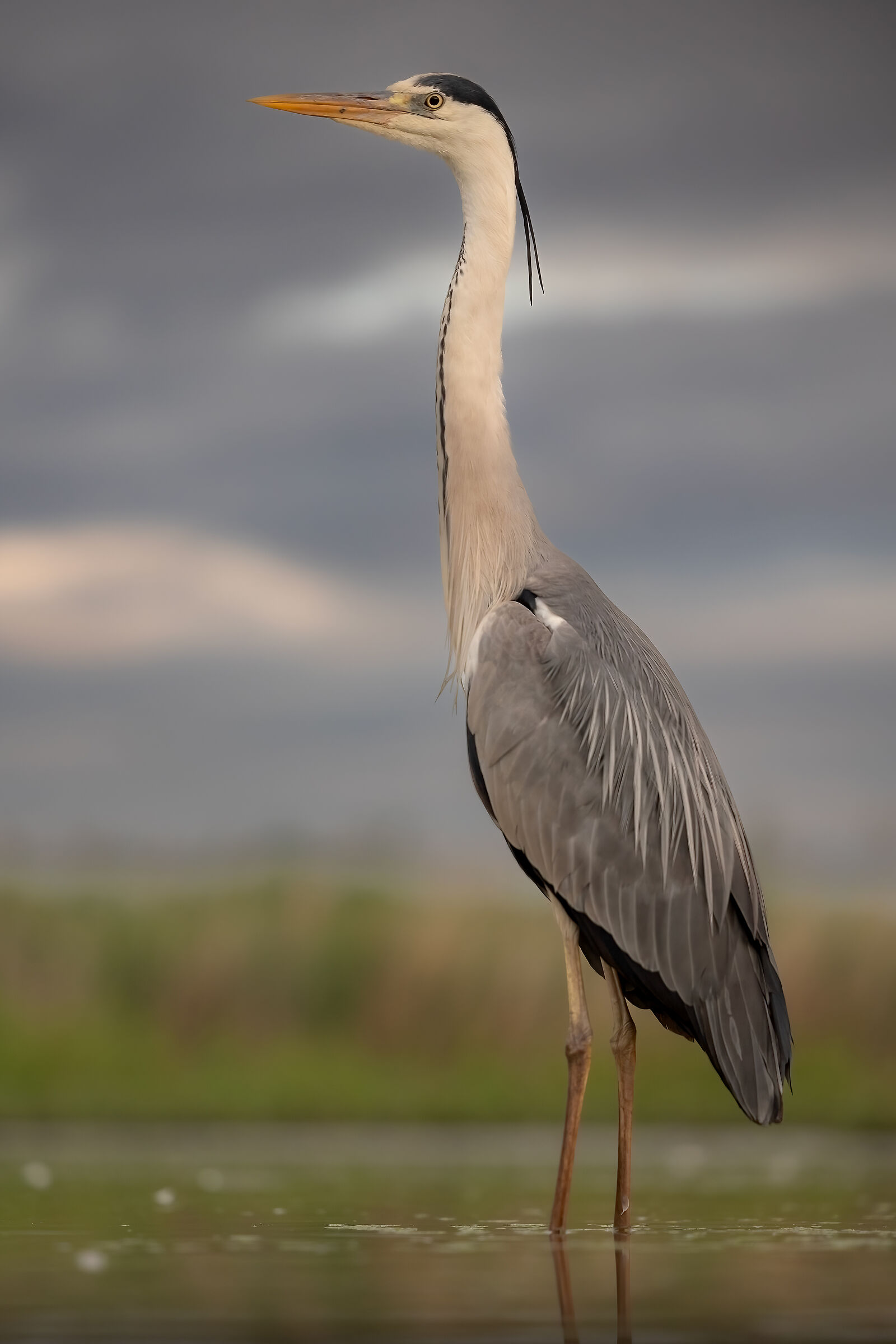 Grey heron