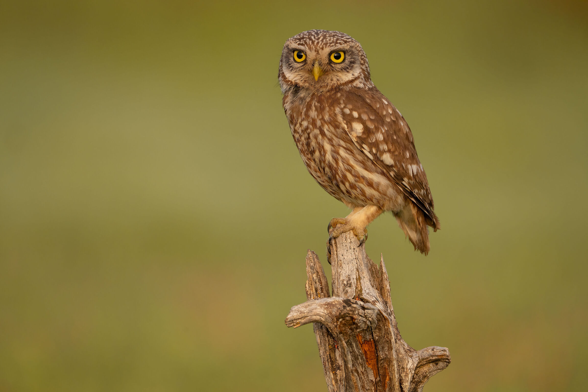 owl