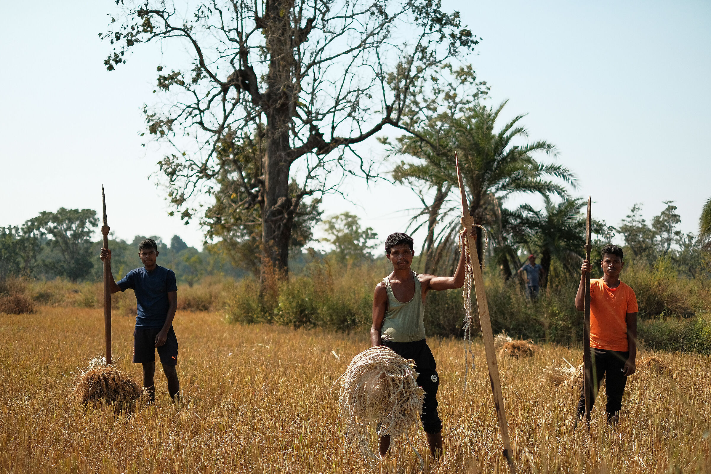Rice Harvest