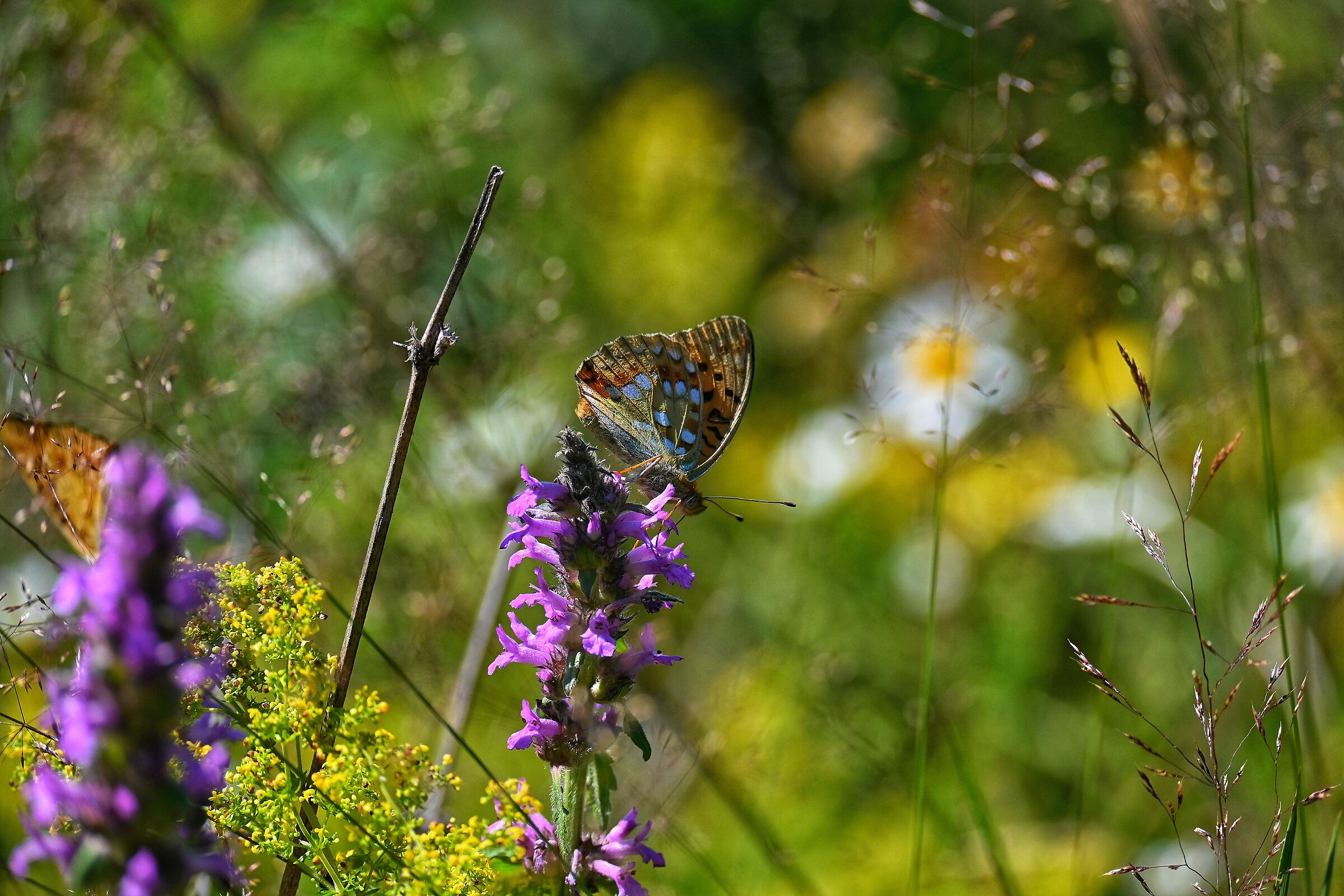 Argynnis adippe