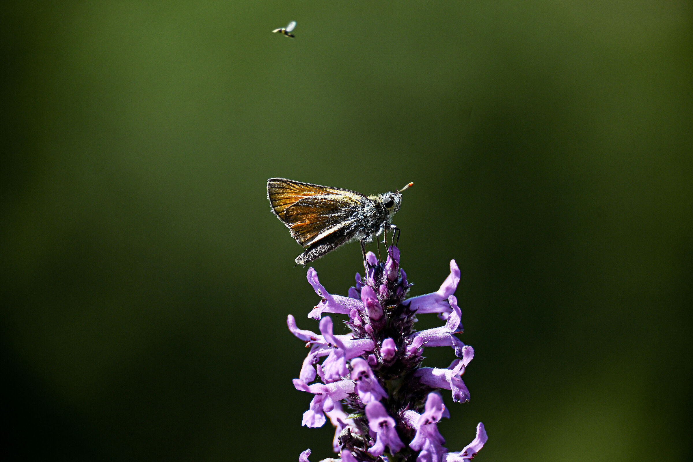 Thymelicus sylvestris