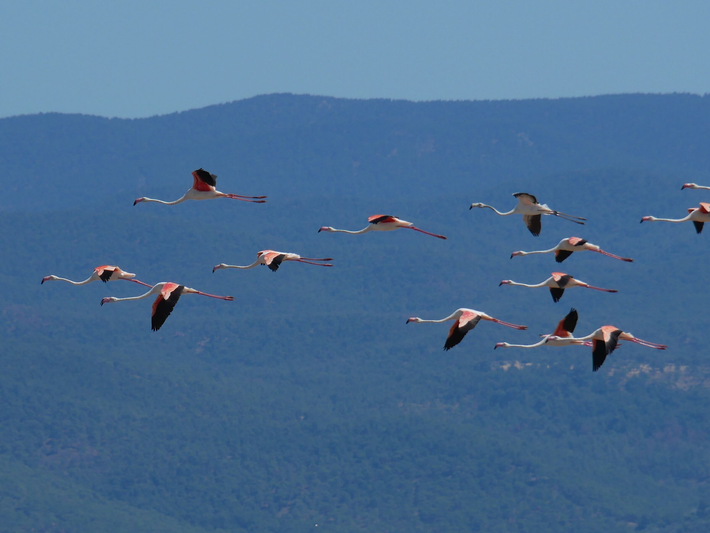 Fenicotteri rosa in volo