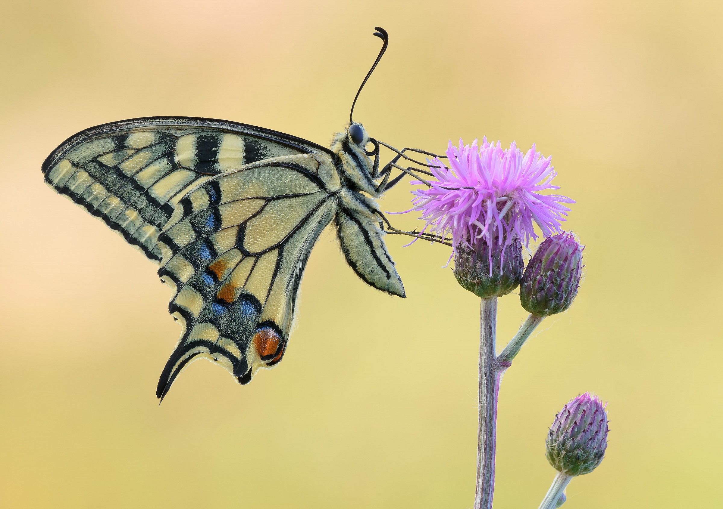 Papilio machaon