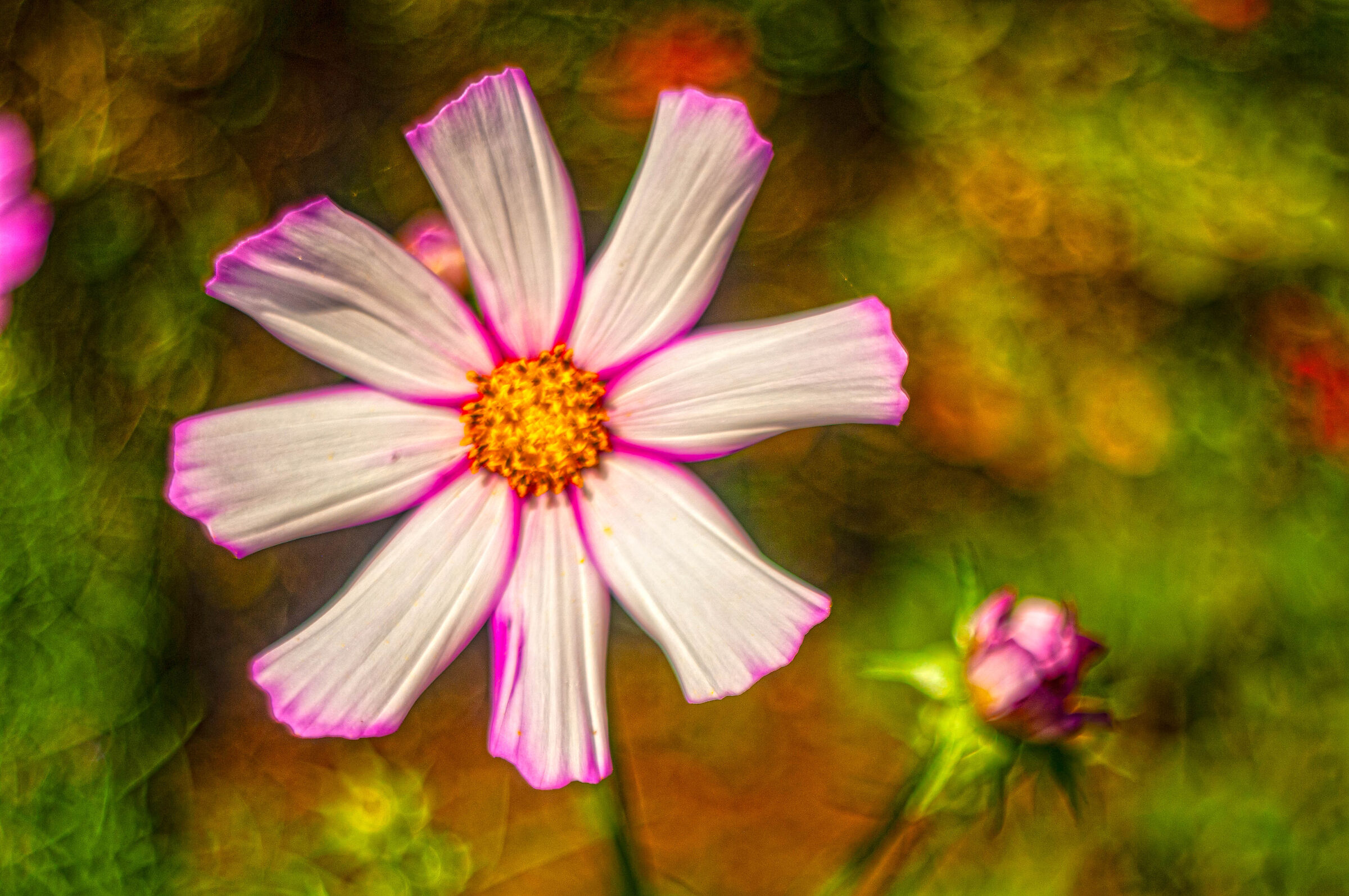 Cosmea