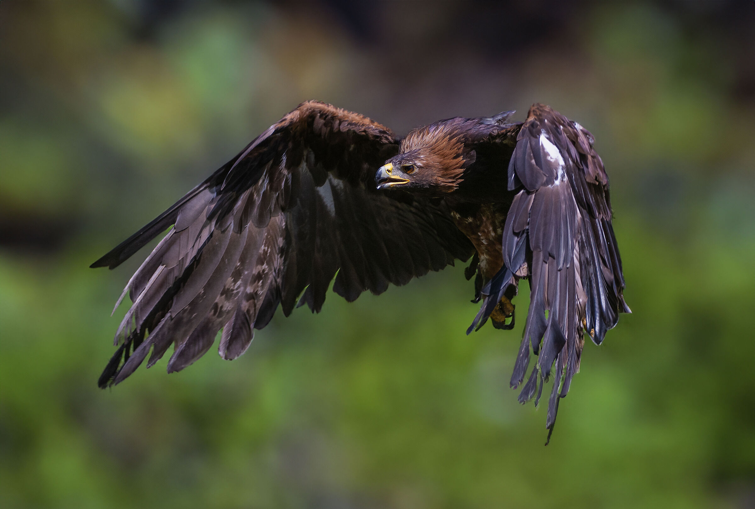 Aquila reale