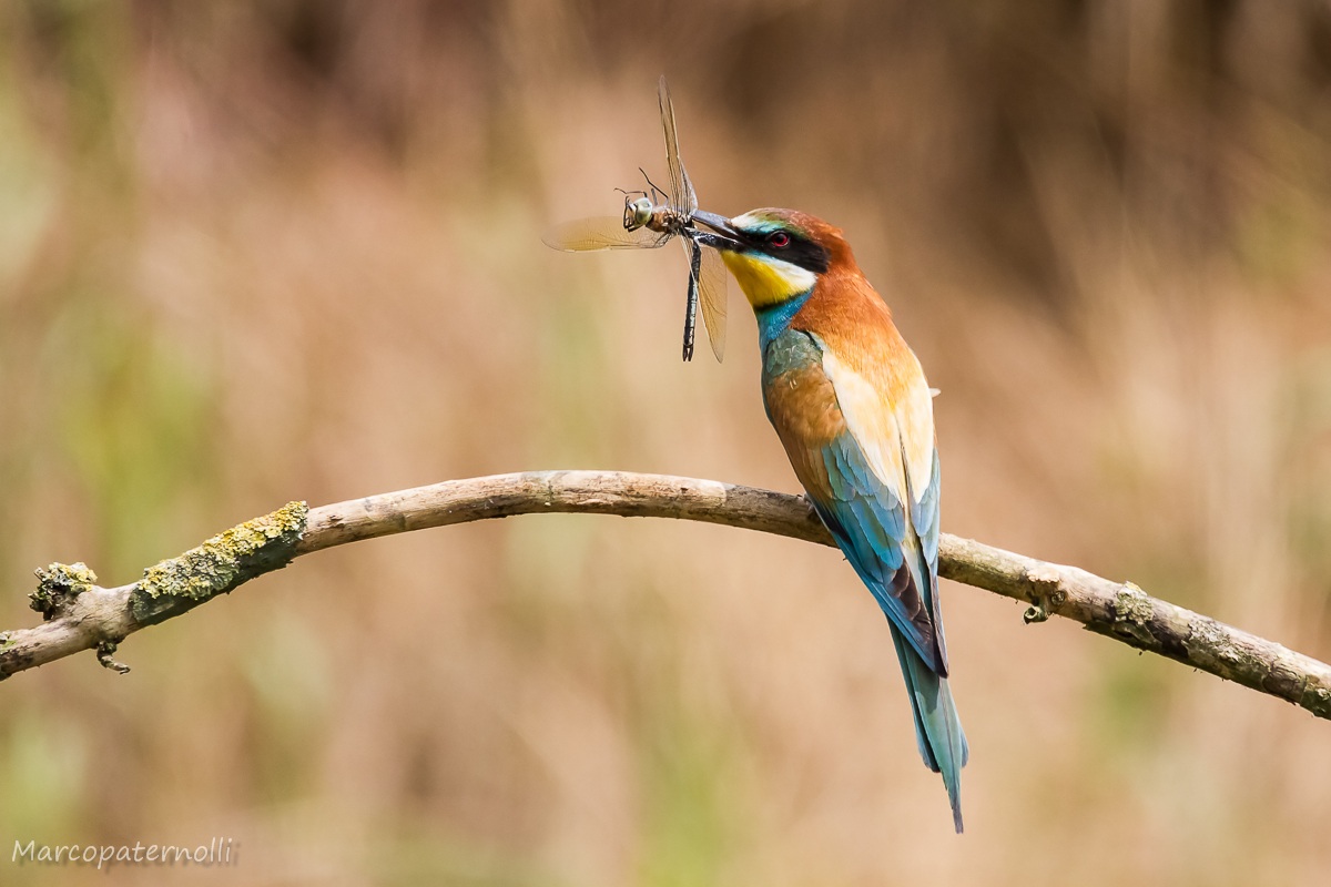 bee-eater with dragonfly