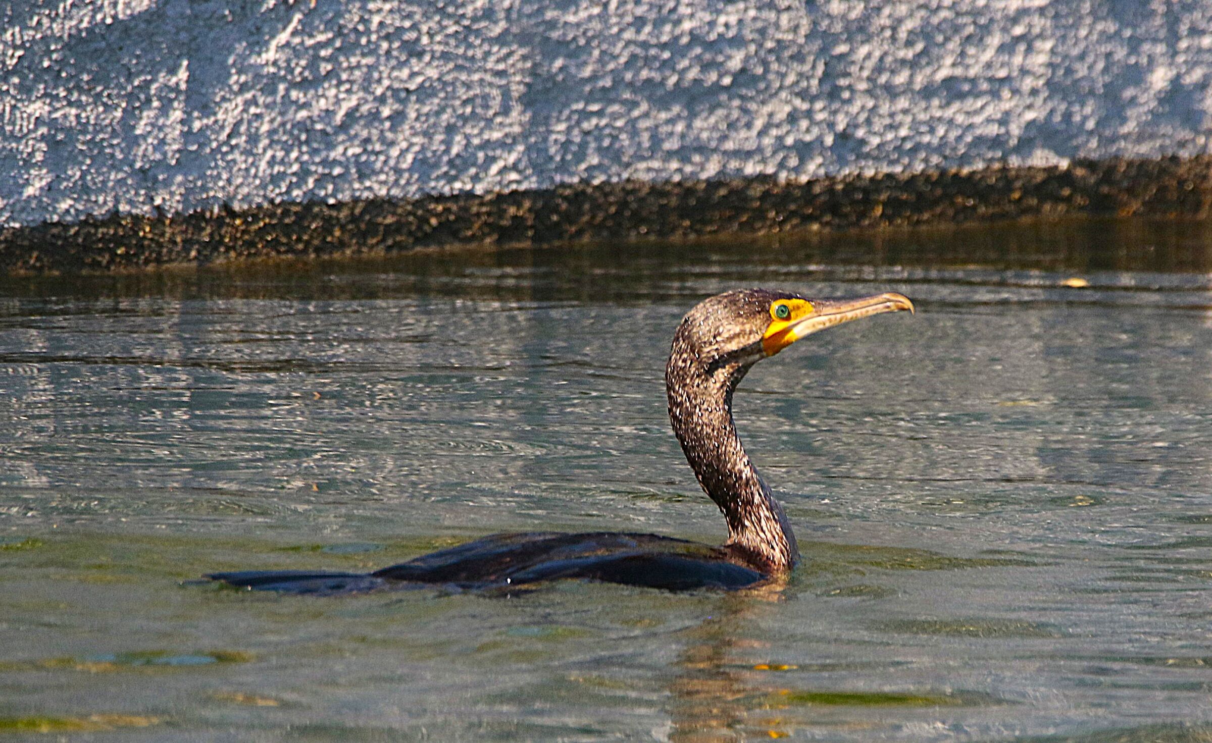 Young Cormorant