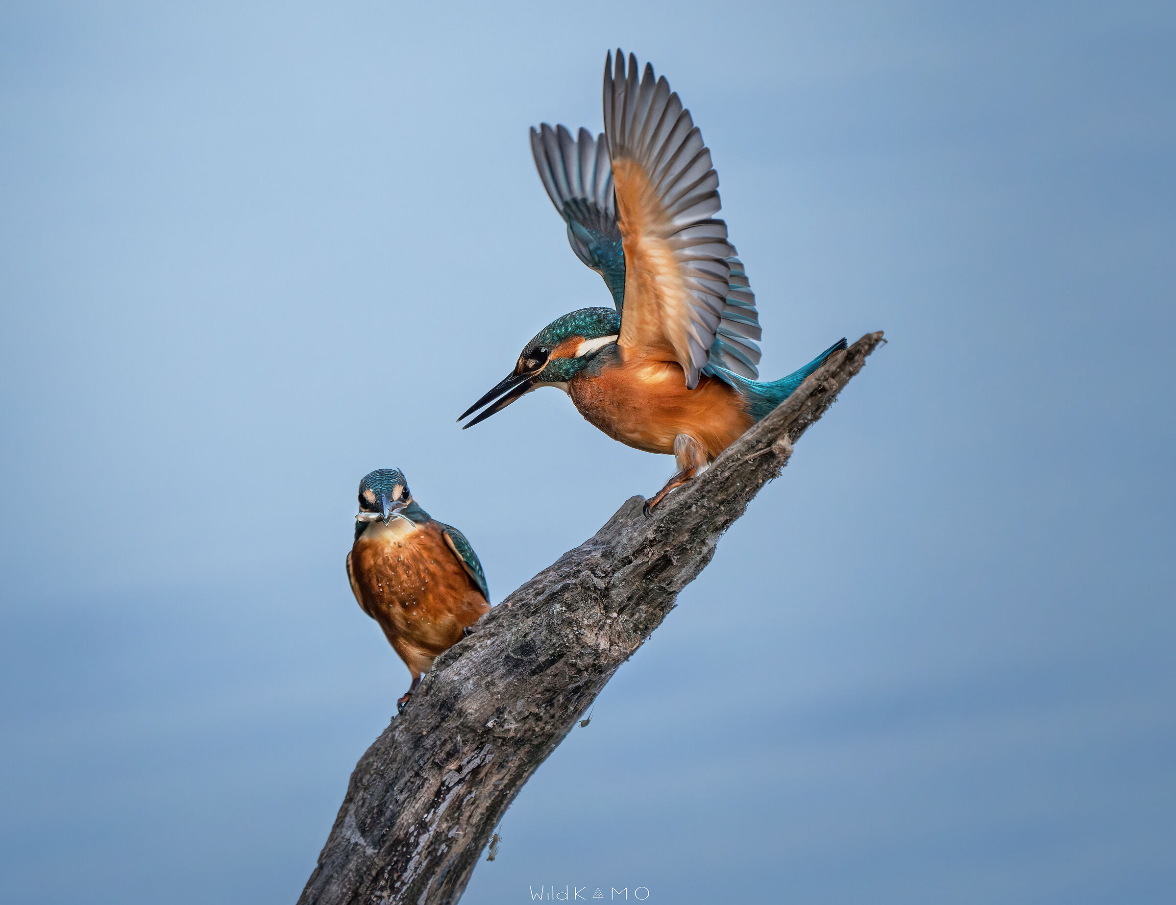 Scaramucce tra Martin