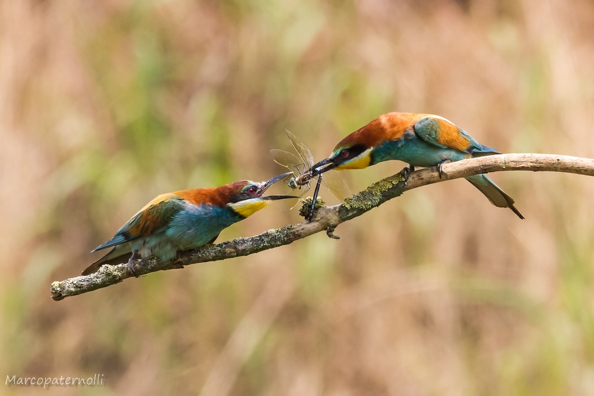 if I do something to you .....