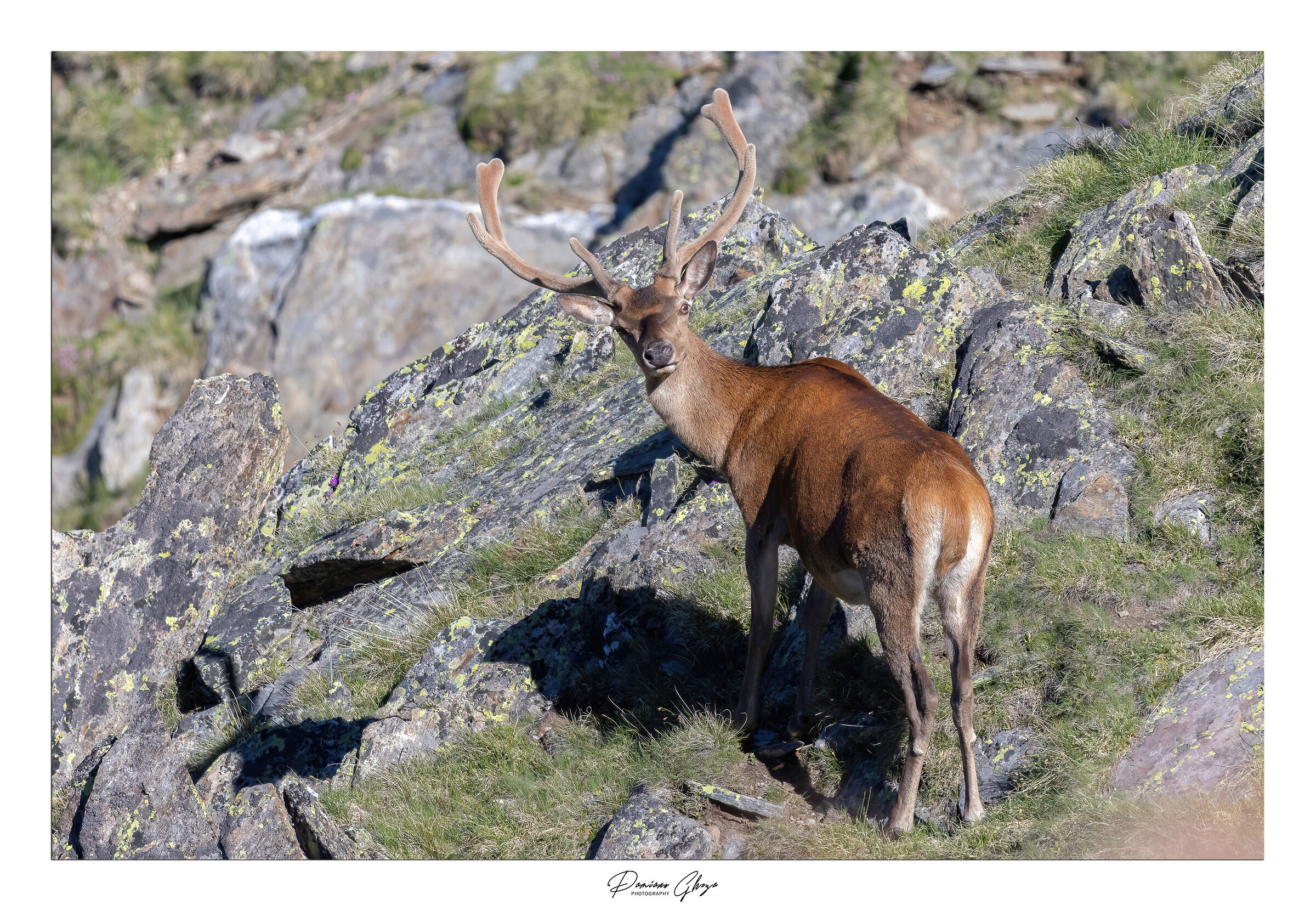 Deer with velvet stage